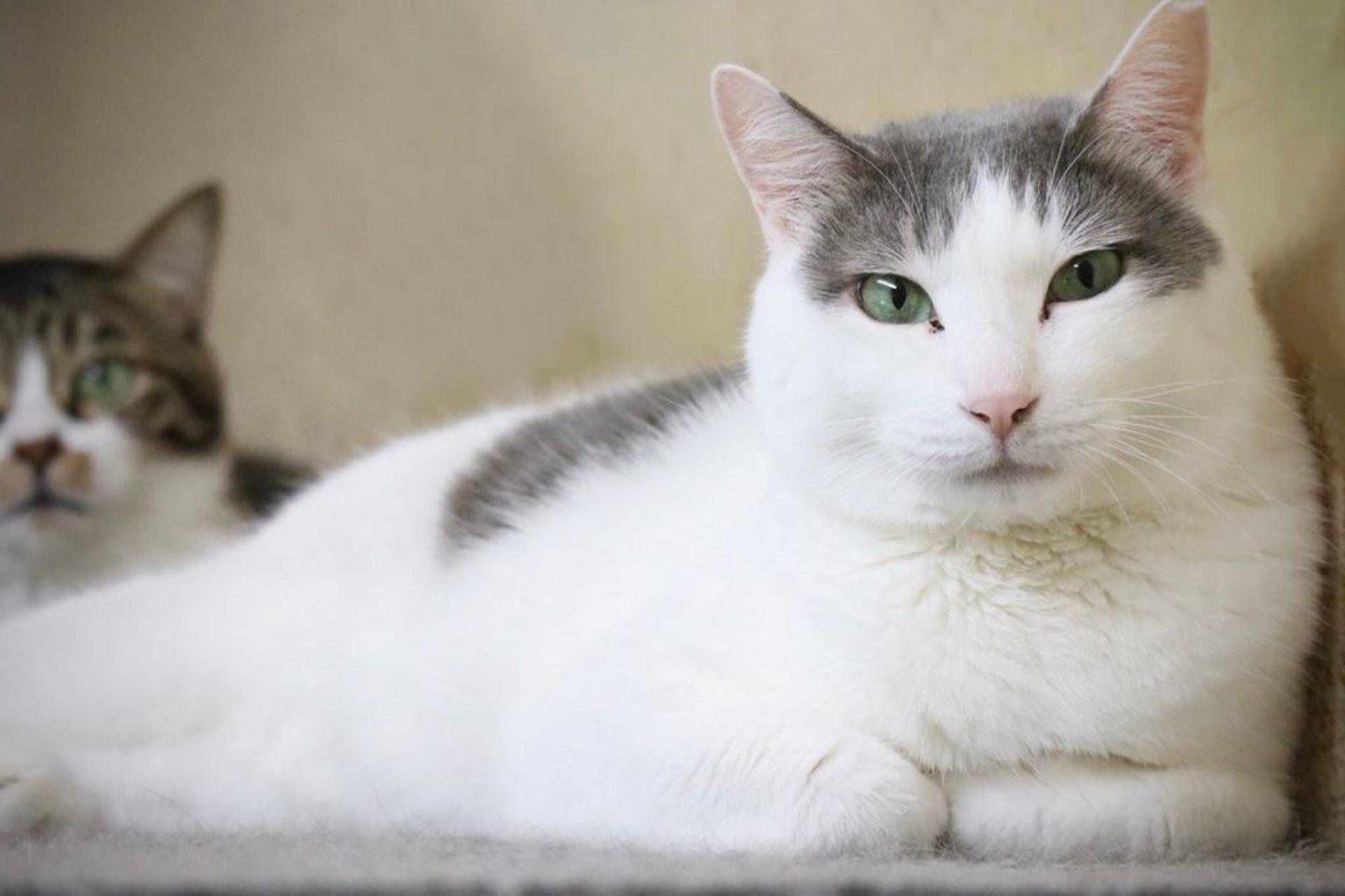 pet-image-4