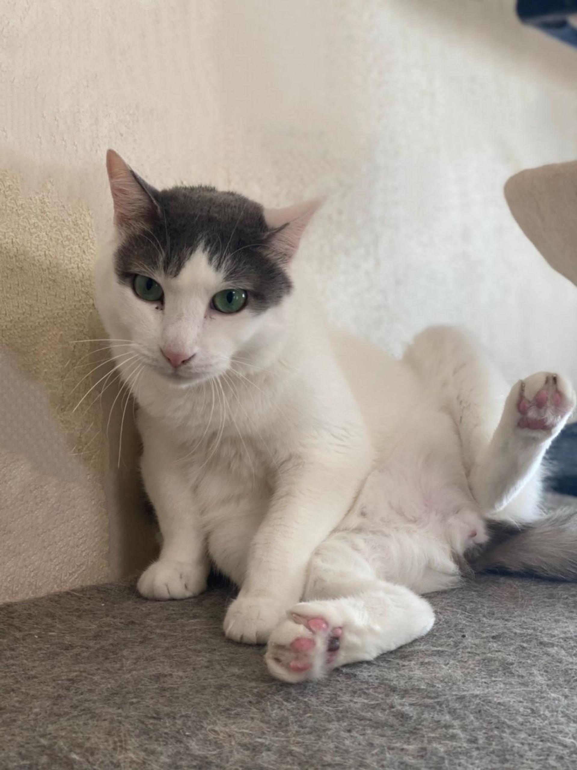 pet-image-5