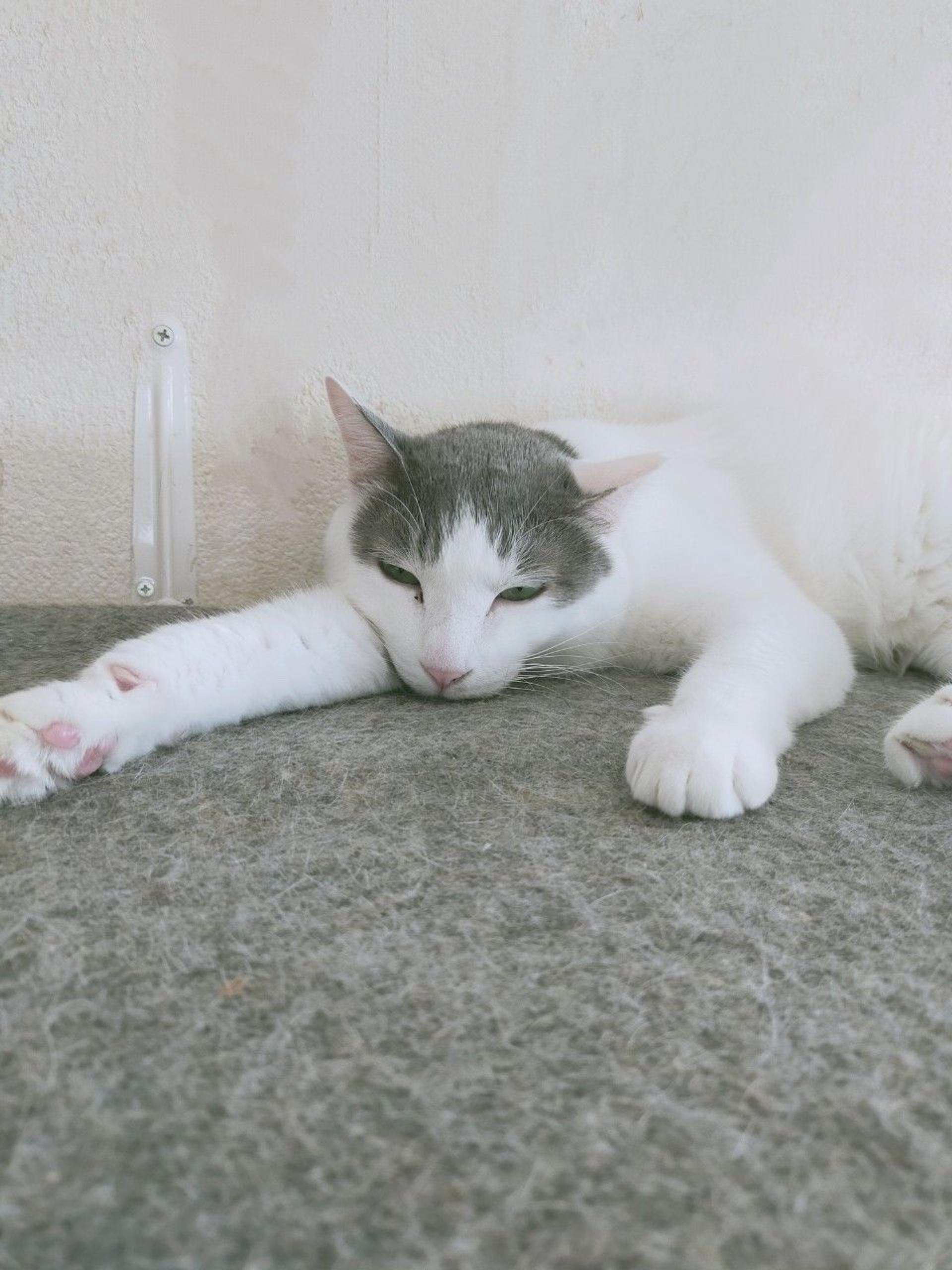 pet-image-6