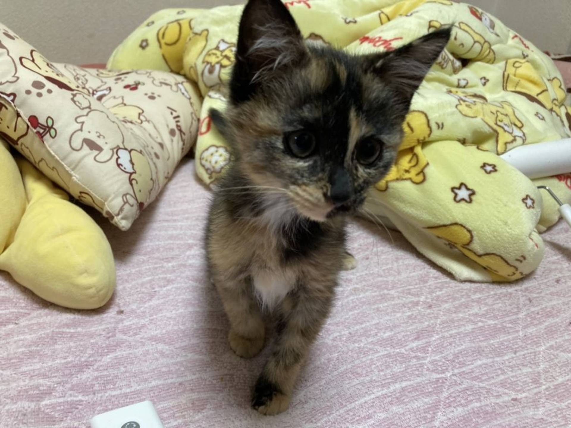 雑種（ミックス猫）・メスの里親募集の写真