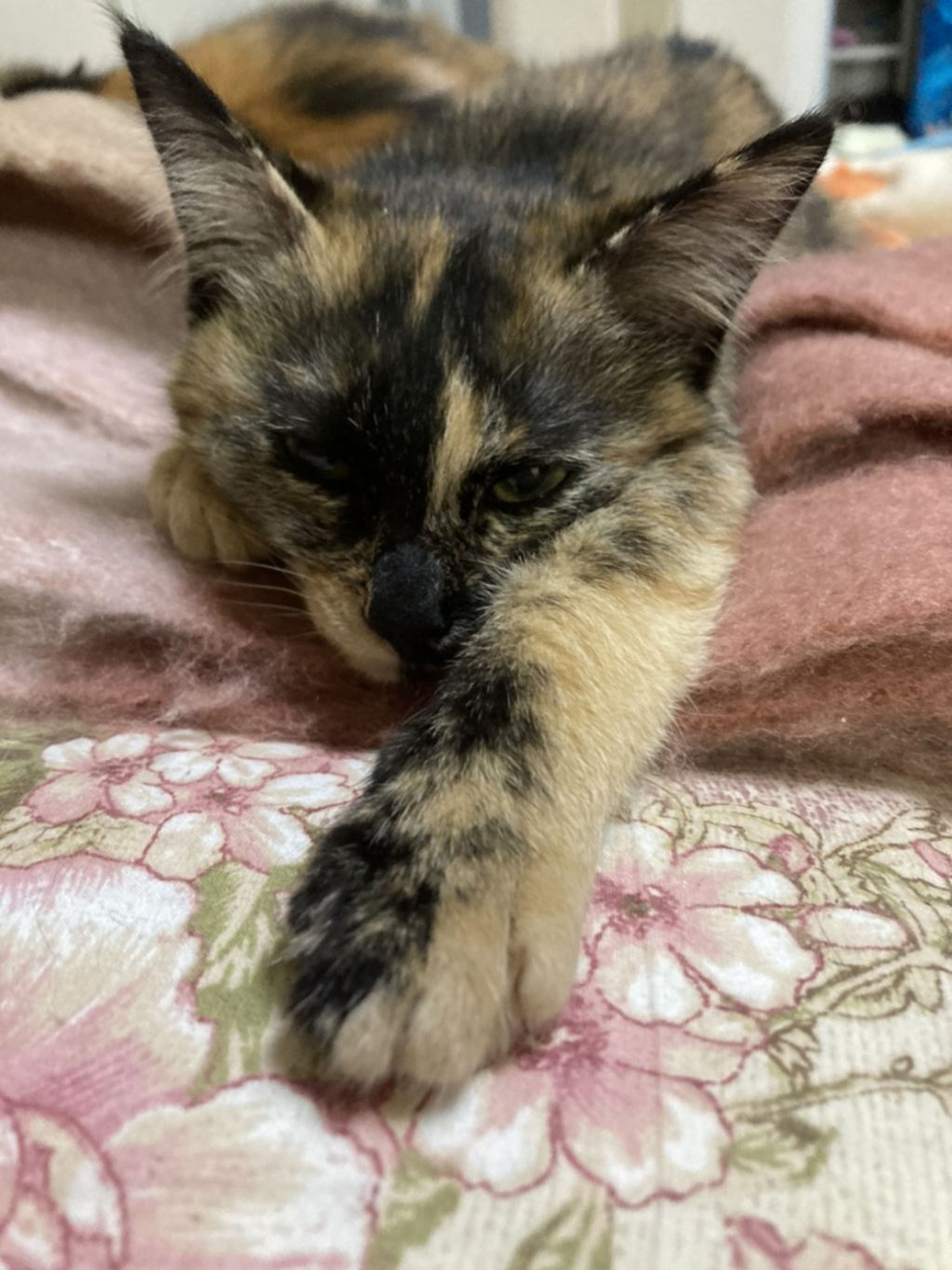 pet-image-2
