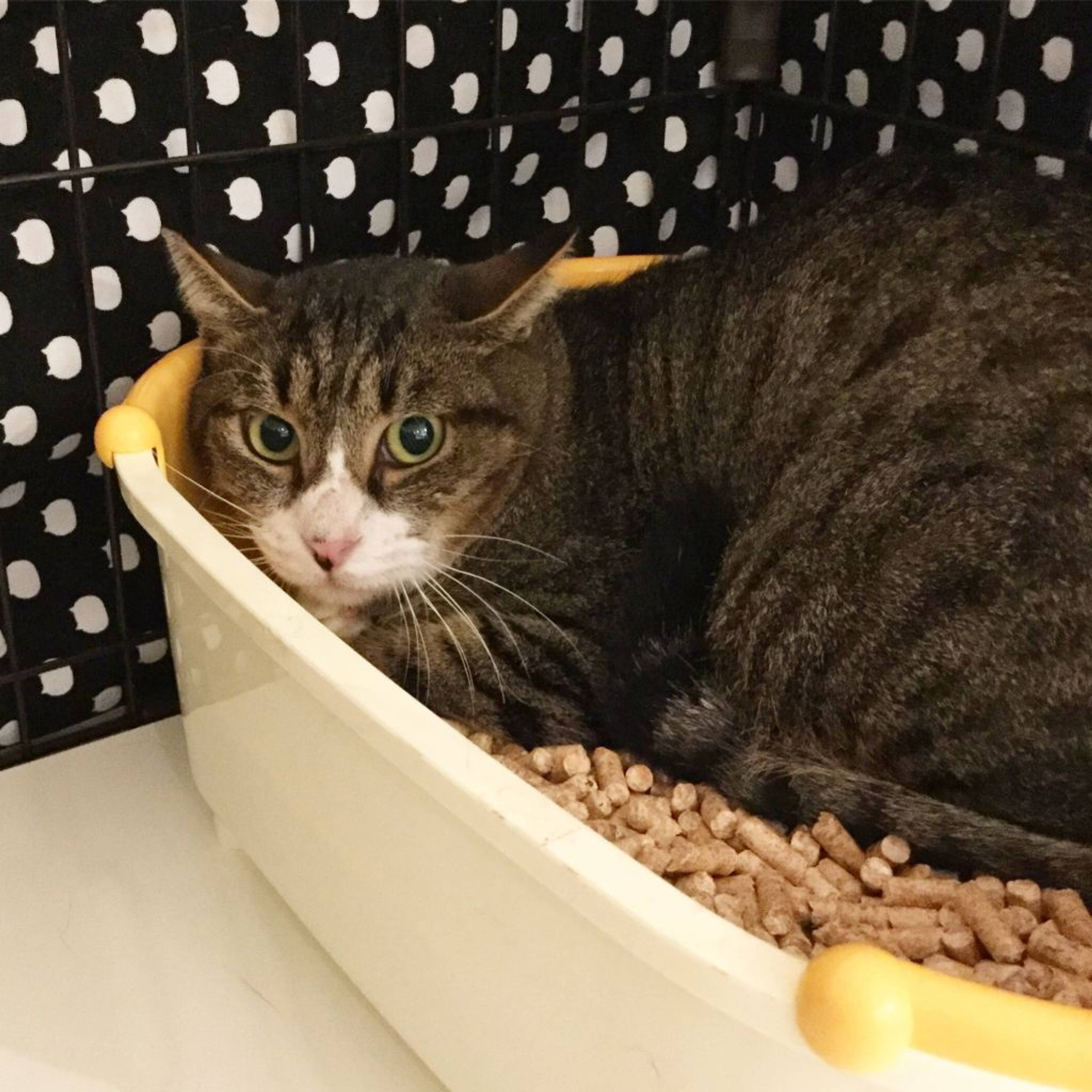 雑種（ミックス猫）・オスの里親募集の写真