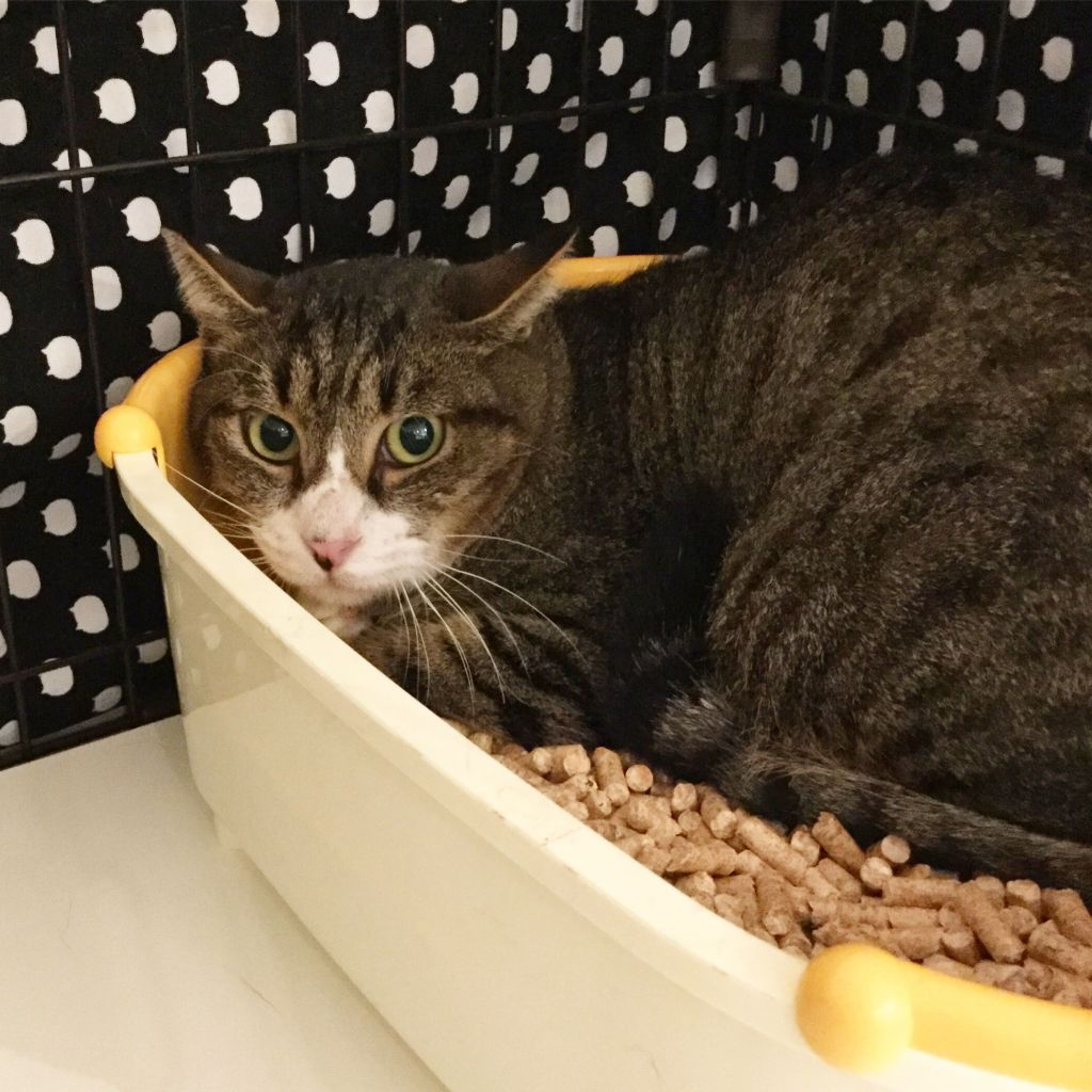 雑種（ミックス猫）・オスの里親募集の写真