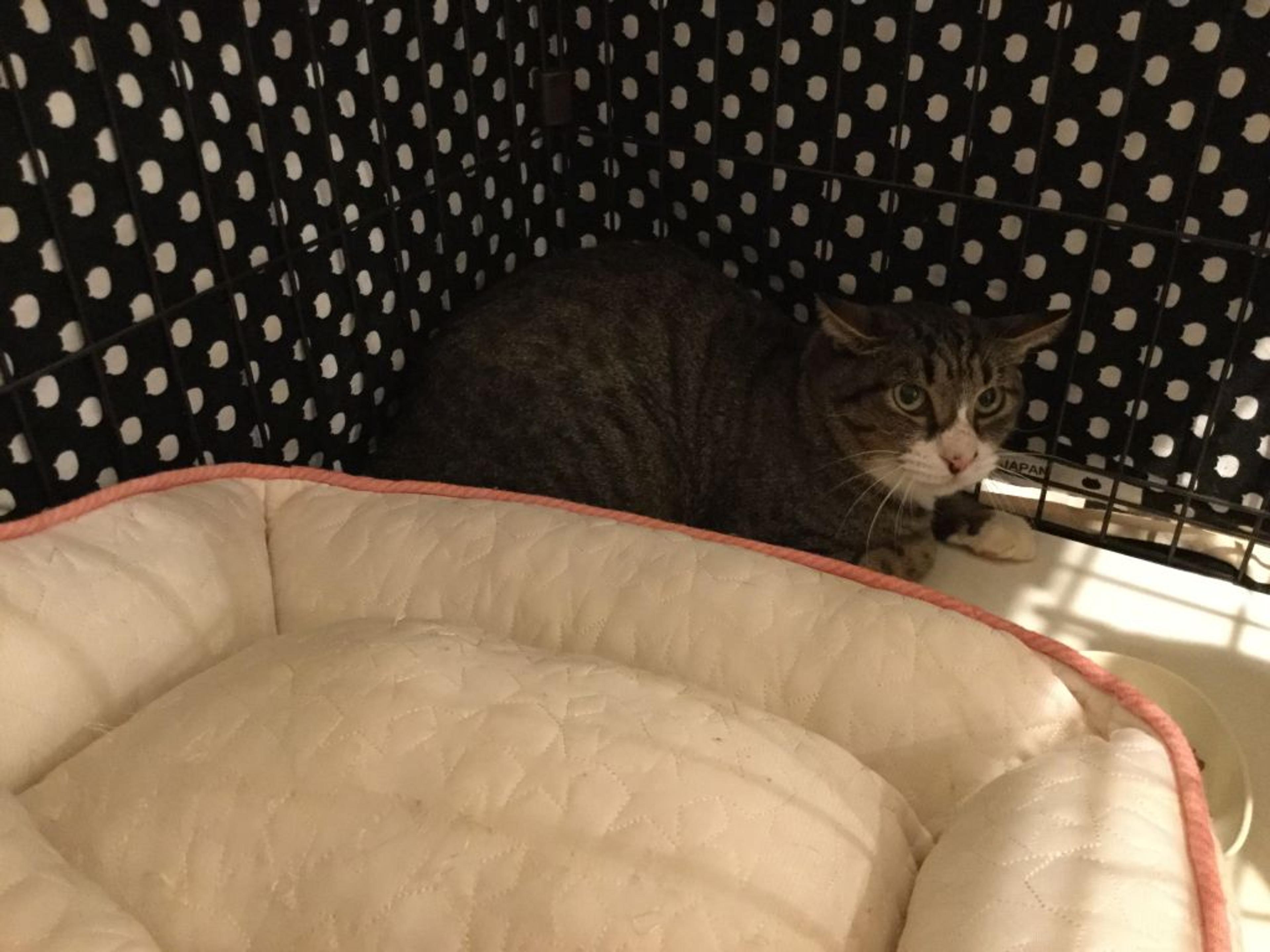 pet-image-2