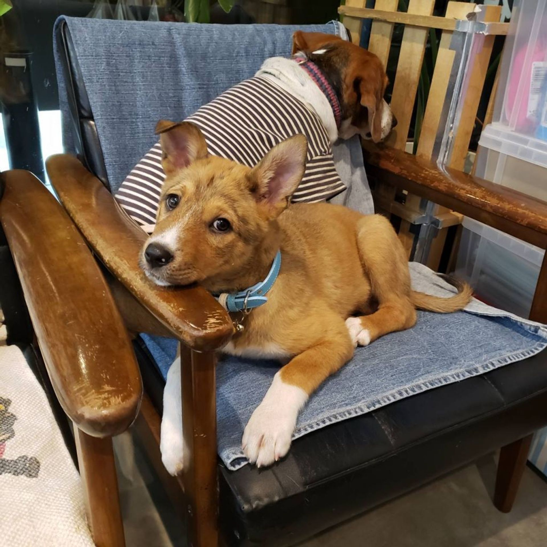 雑種（ミックス犬）・オスの里親募集の写真