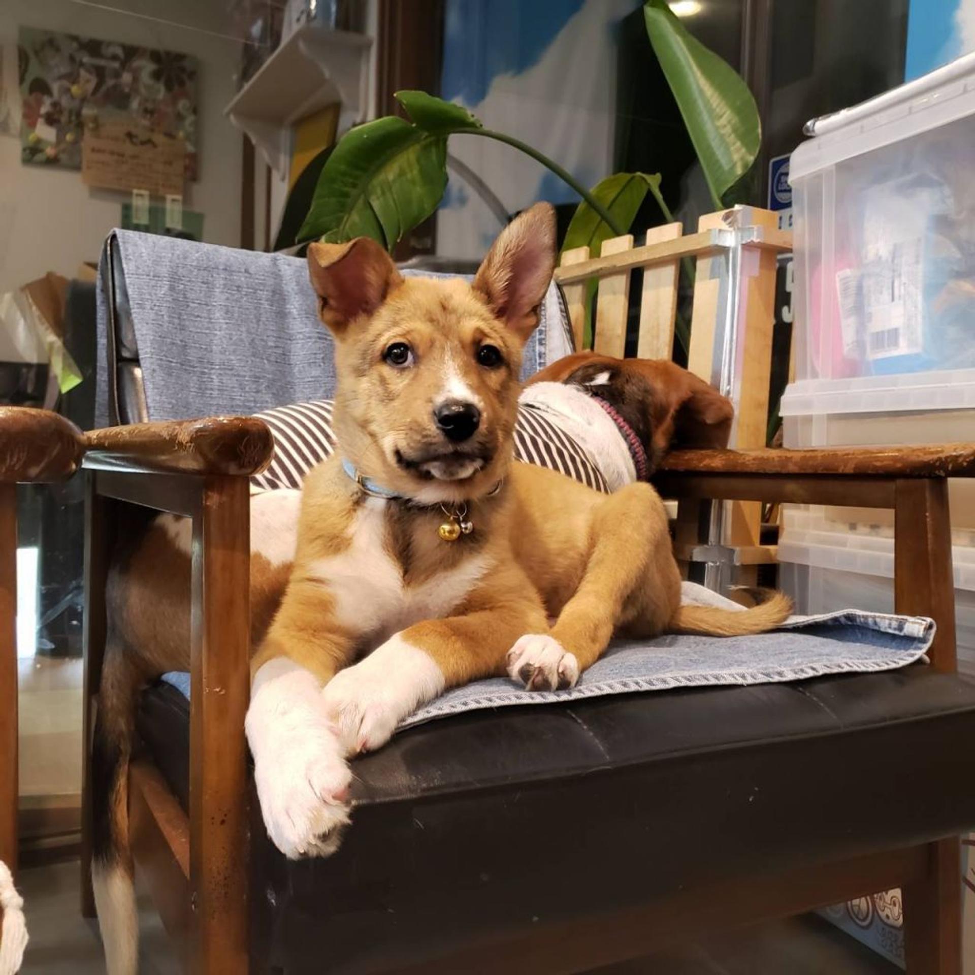 pet-image-2