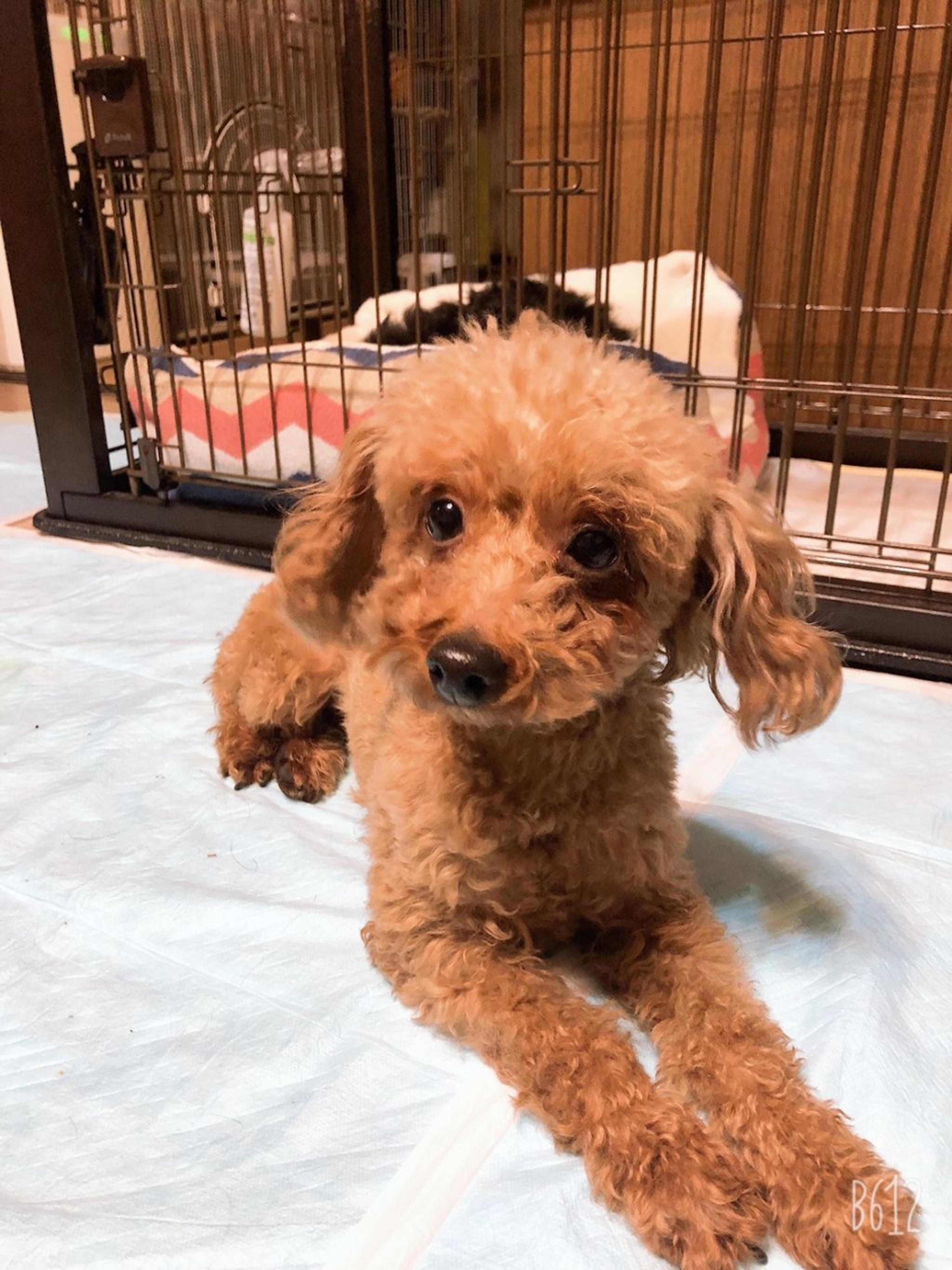 pet-image-2