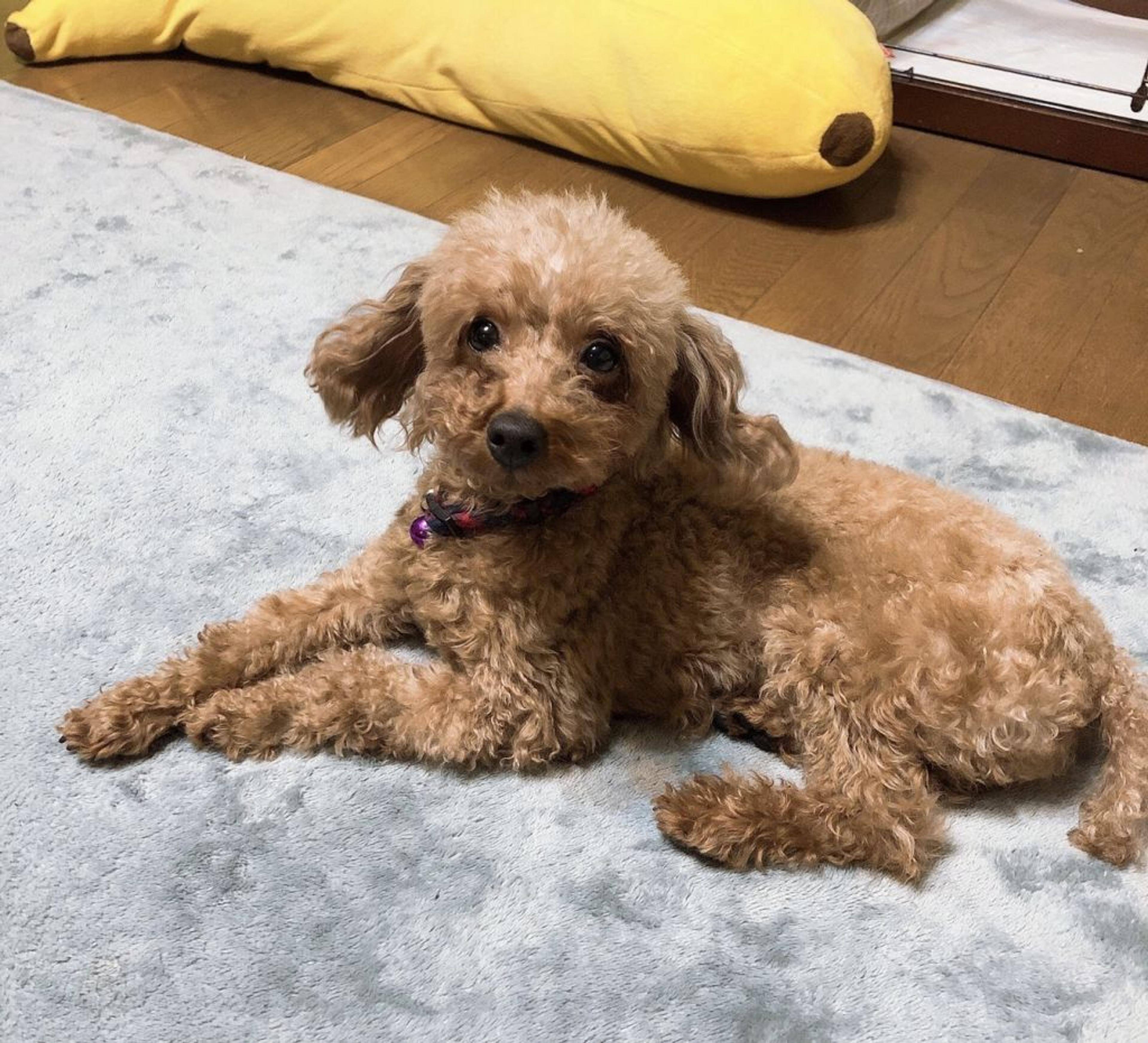 pet-image-3