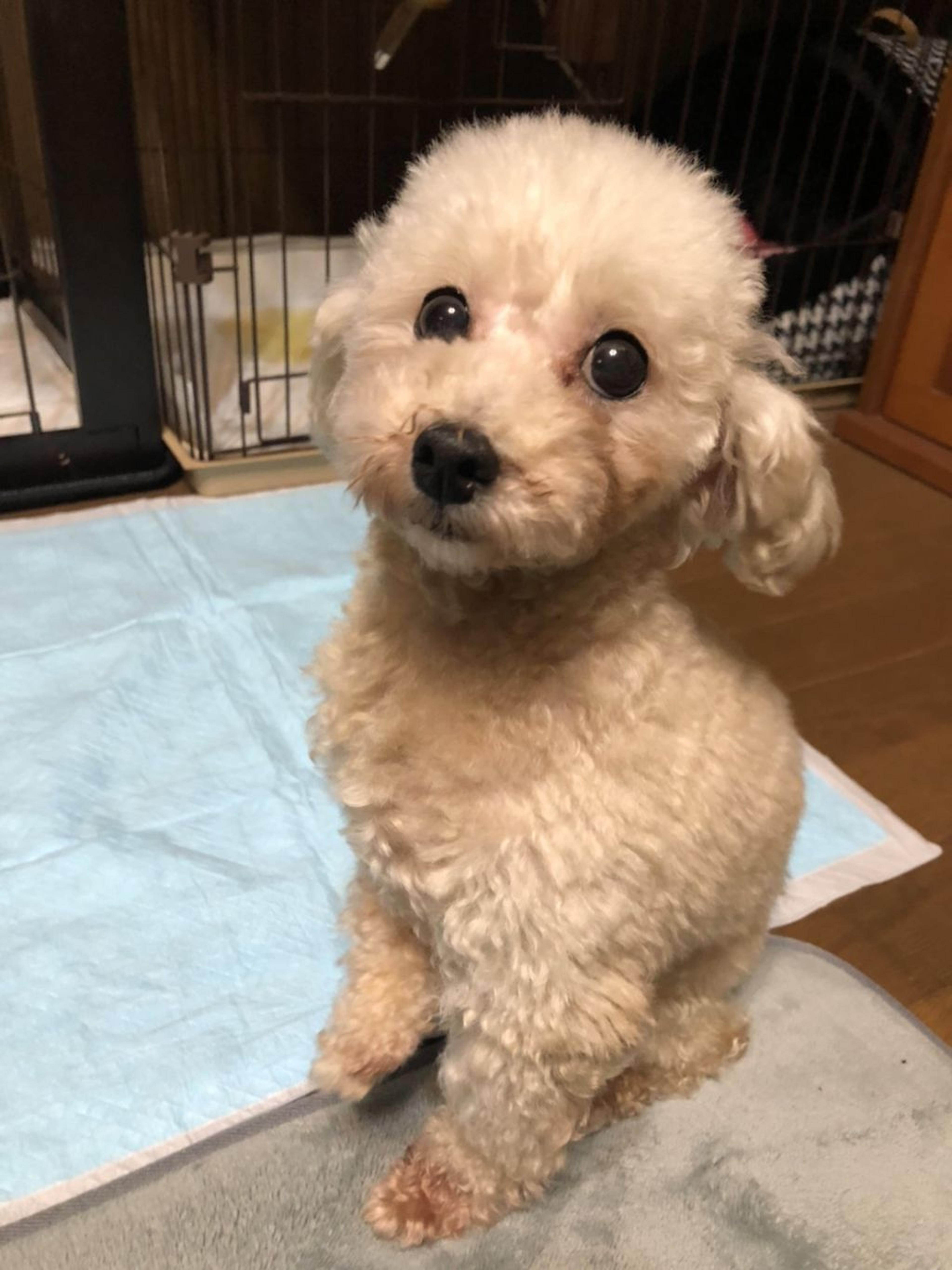 pet-image-2