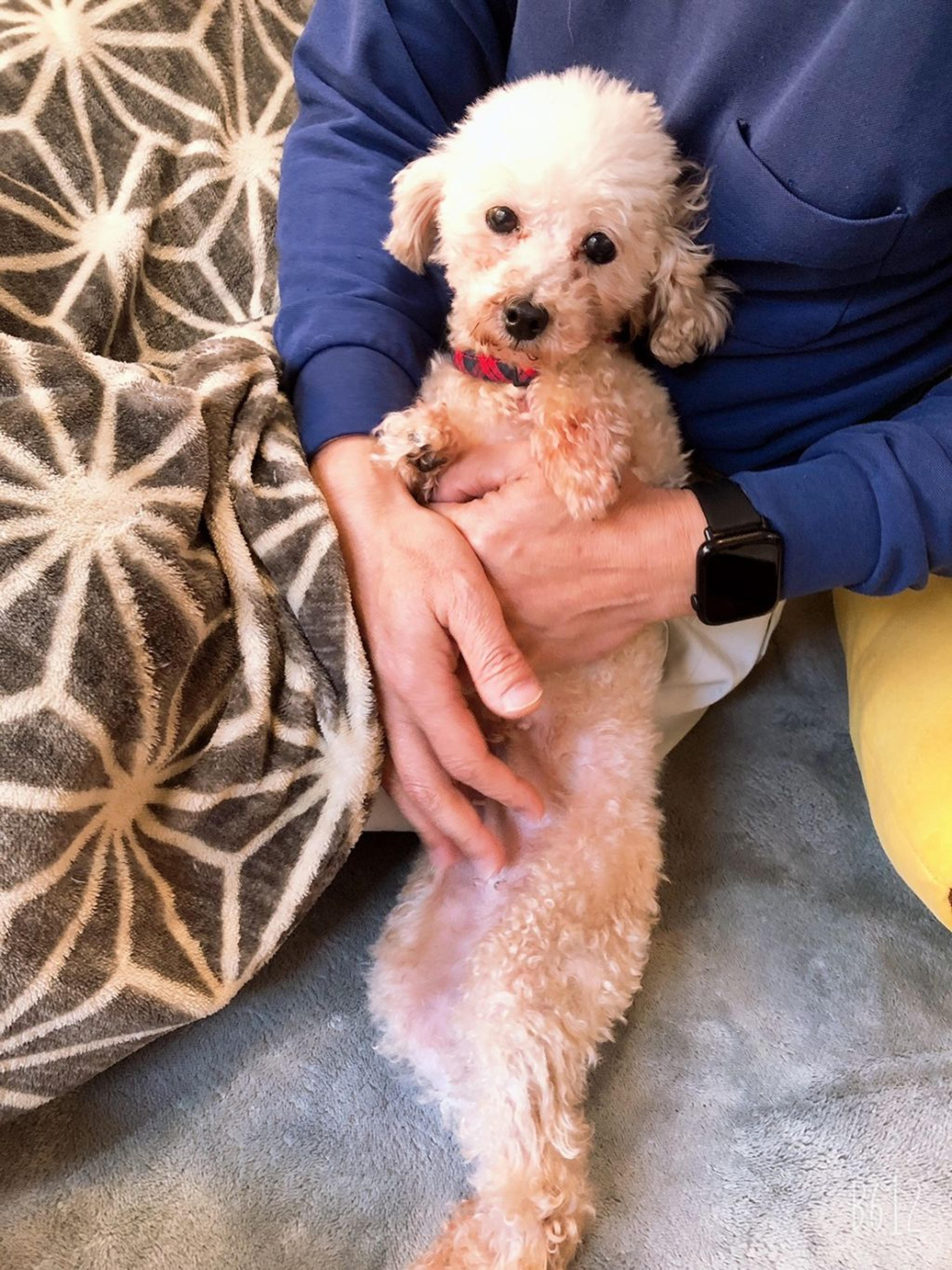 pet-image-3