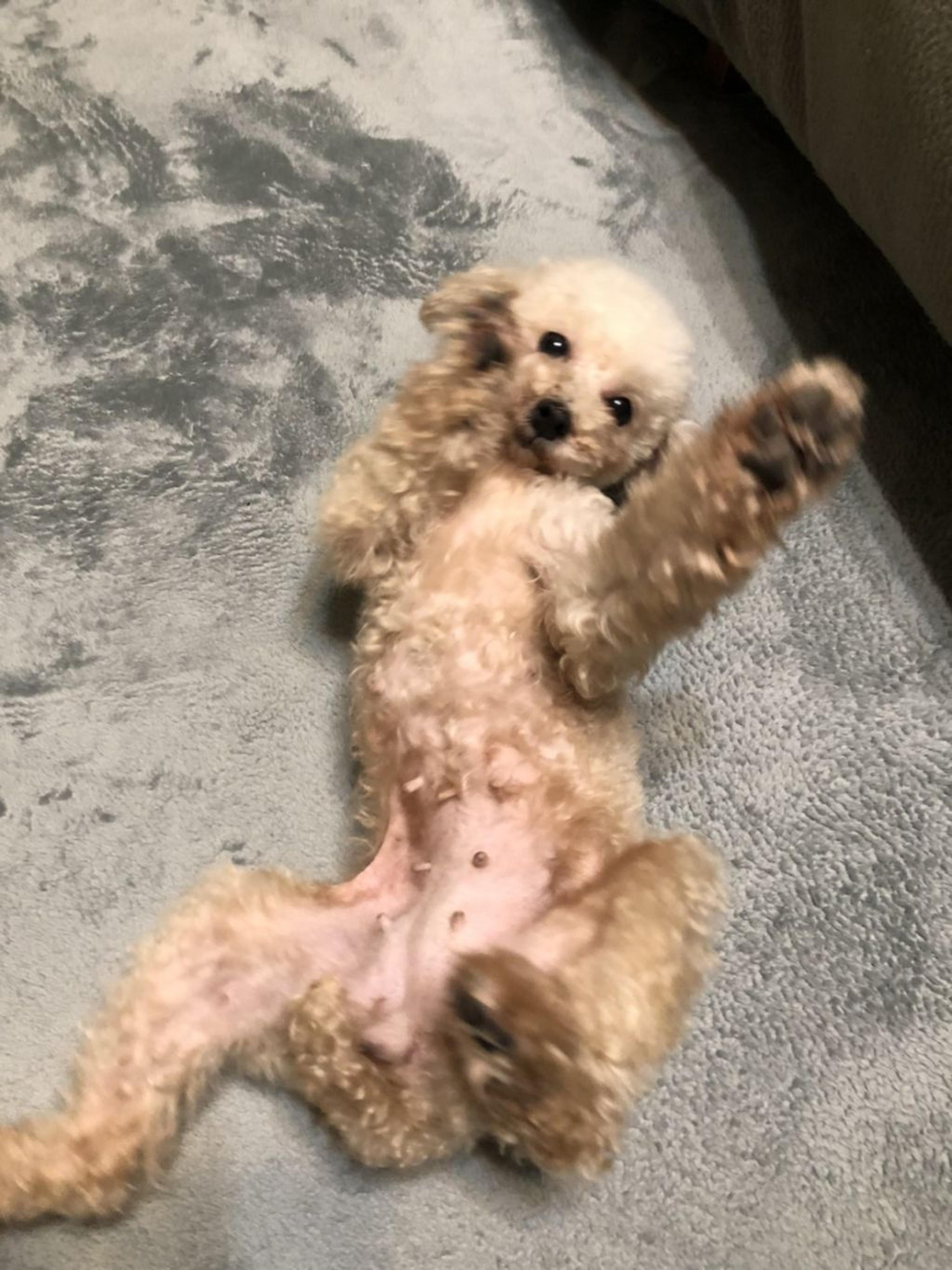pet-image-4