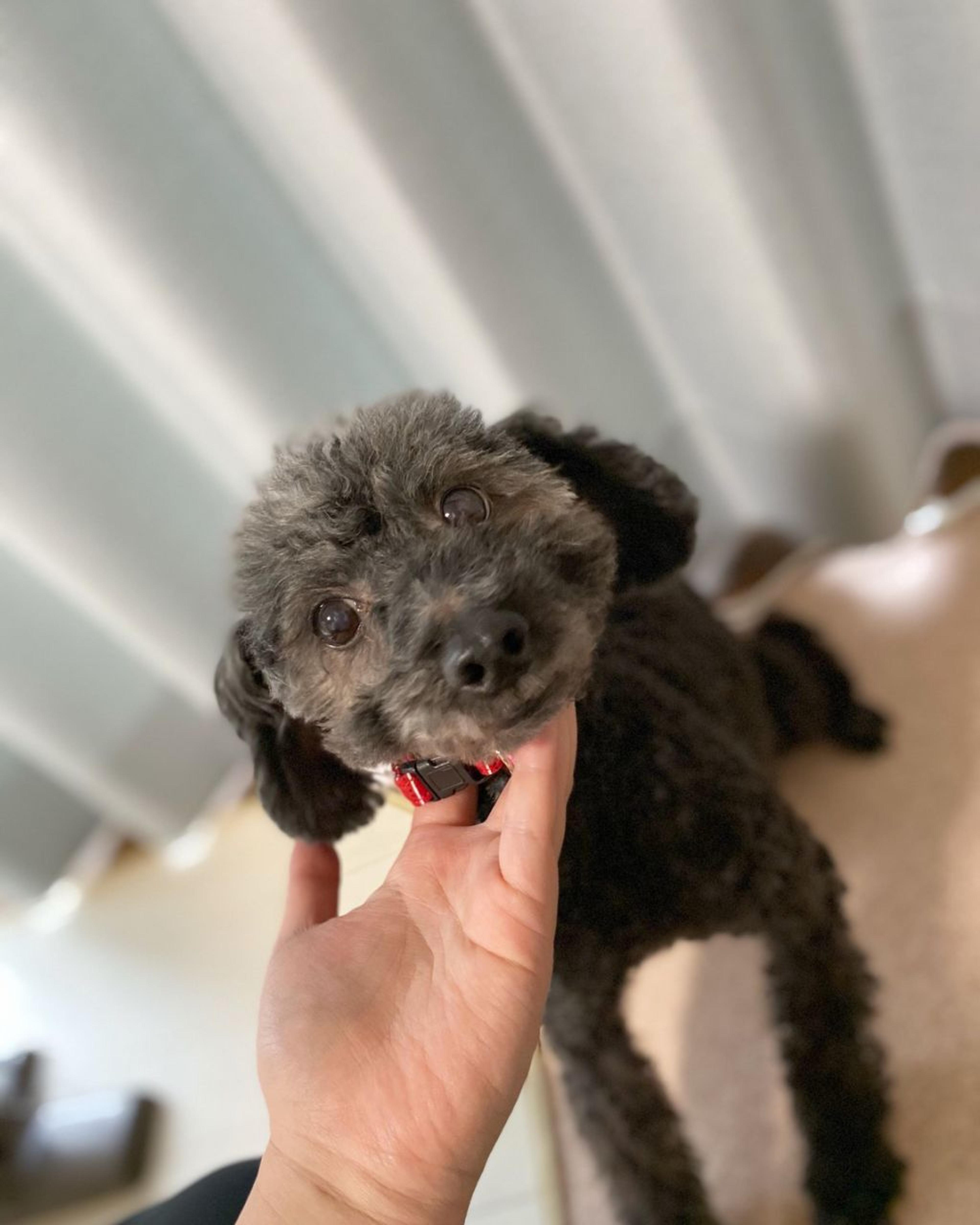 pet-image-2