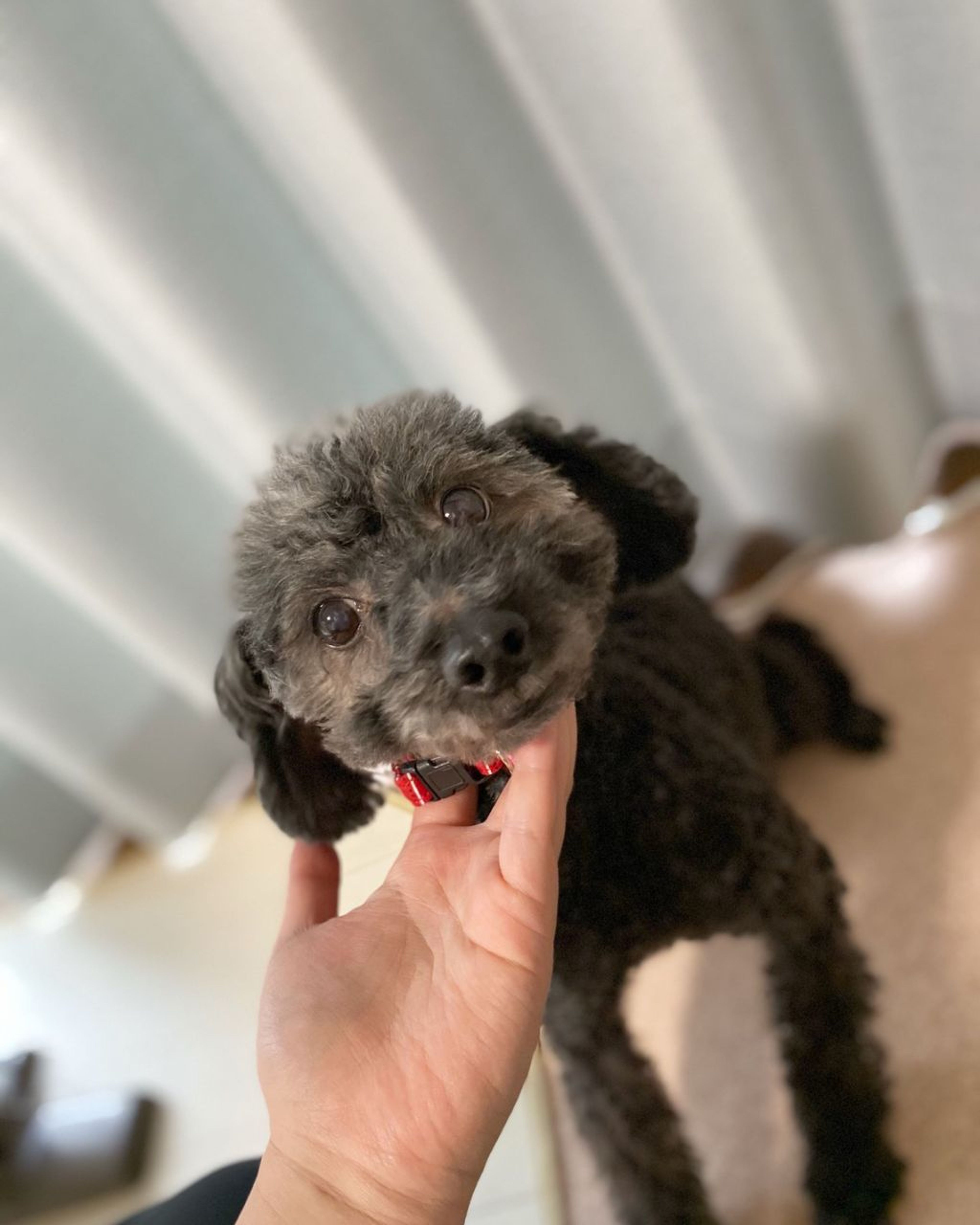 pet-image-2