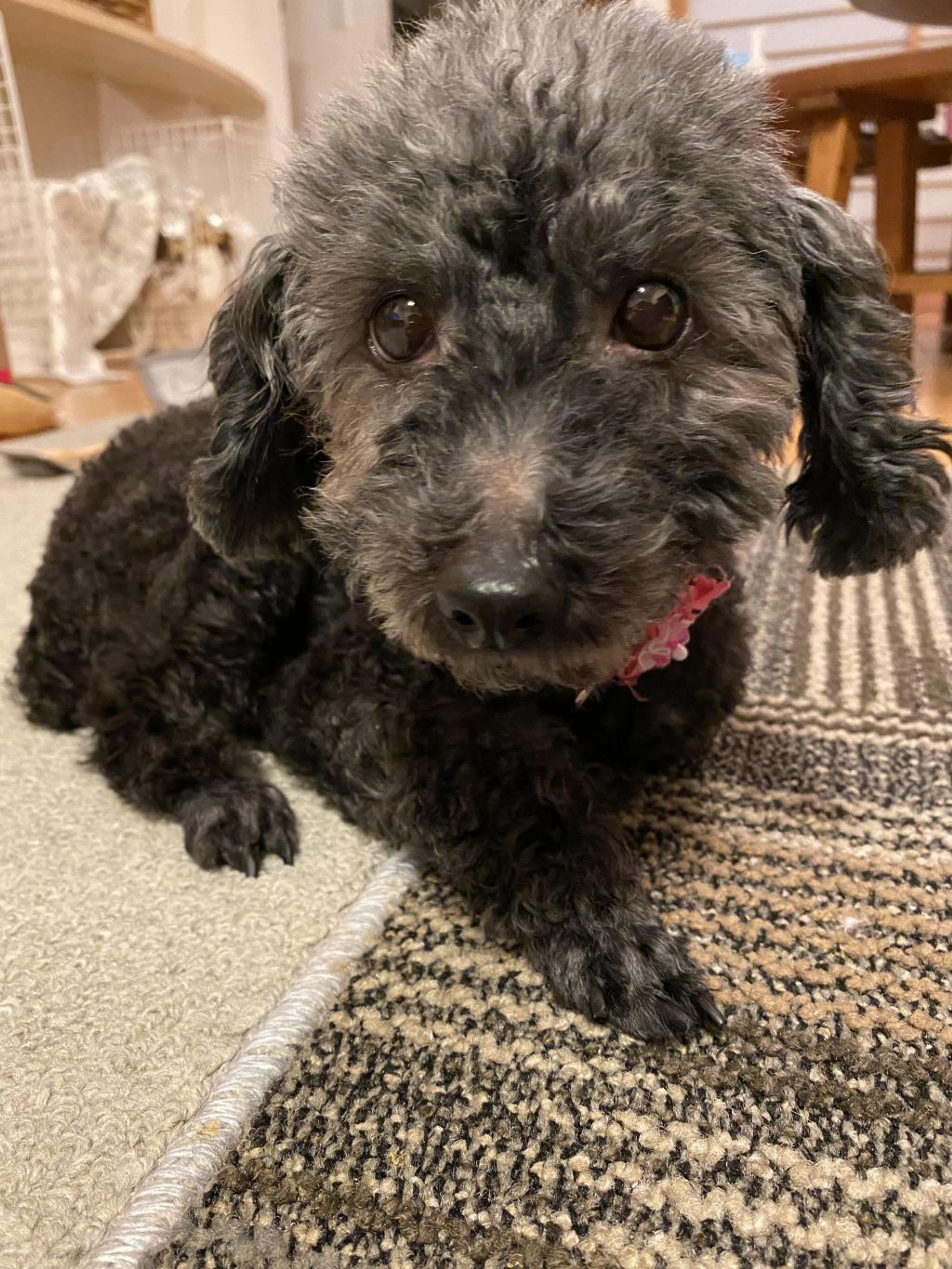 pet-image-3