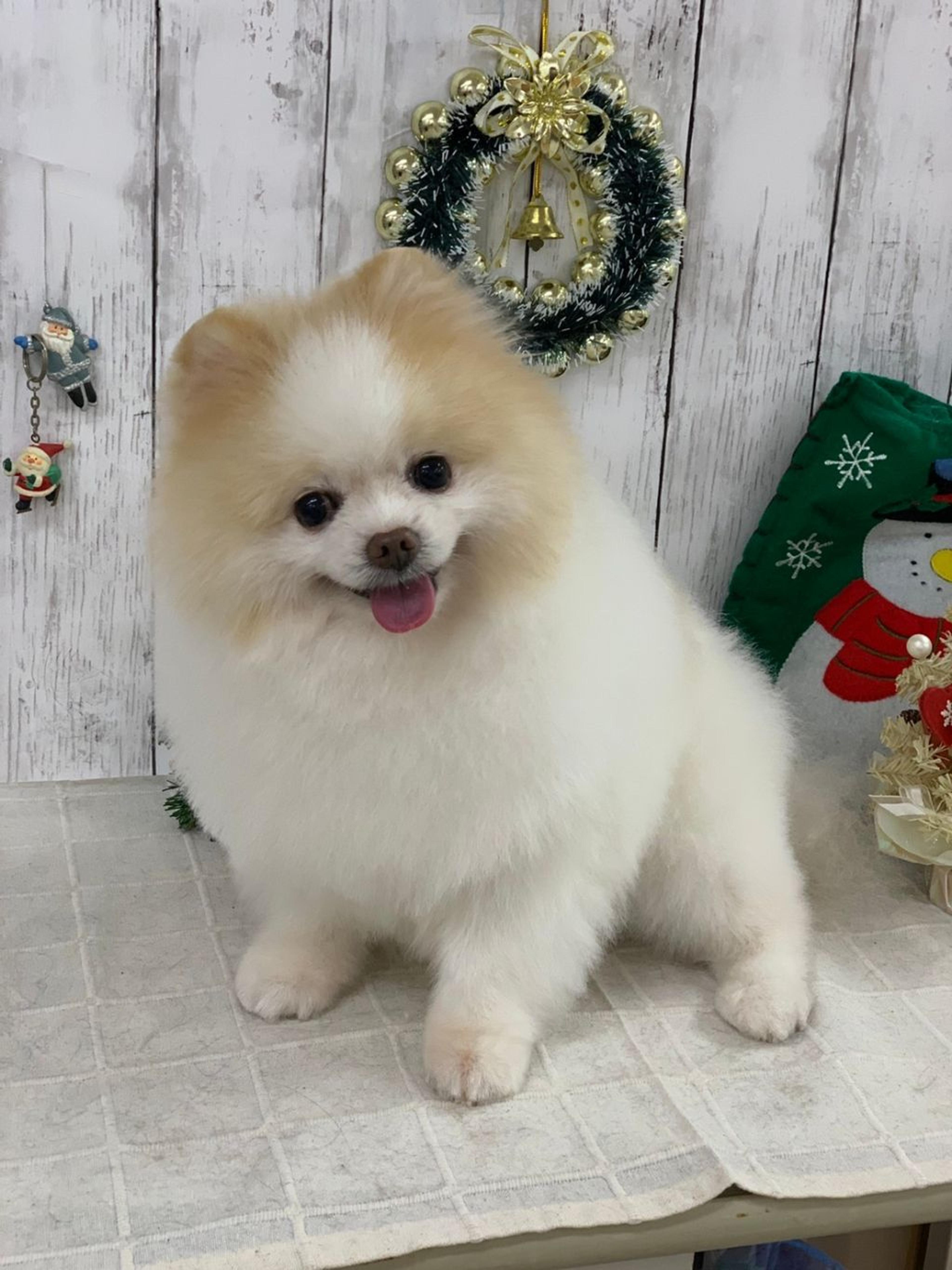 pet-image-2