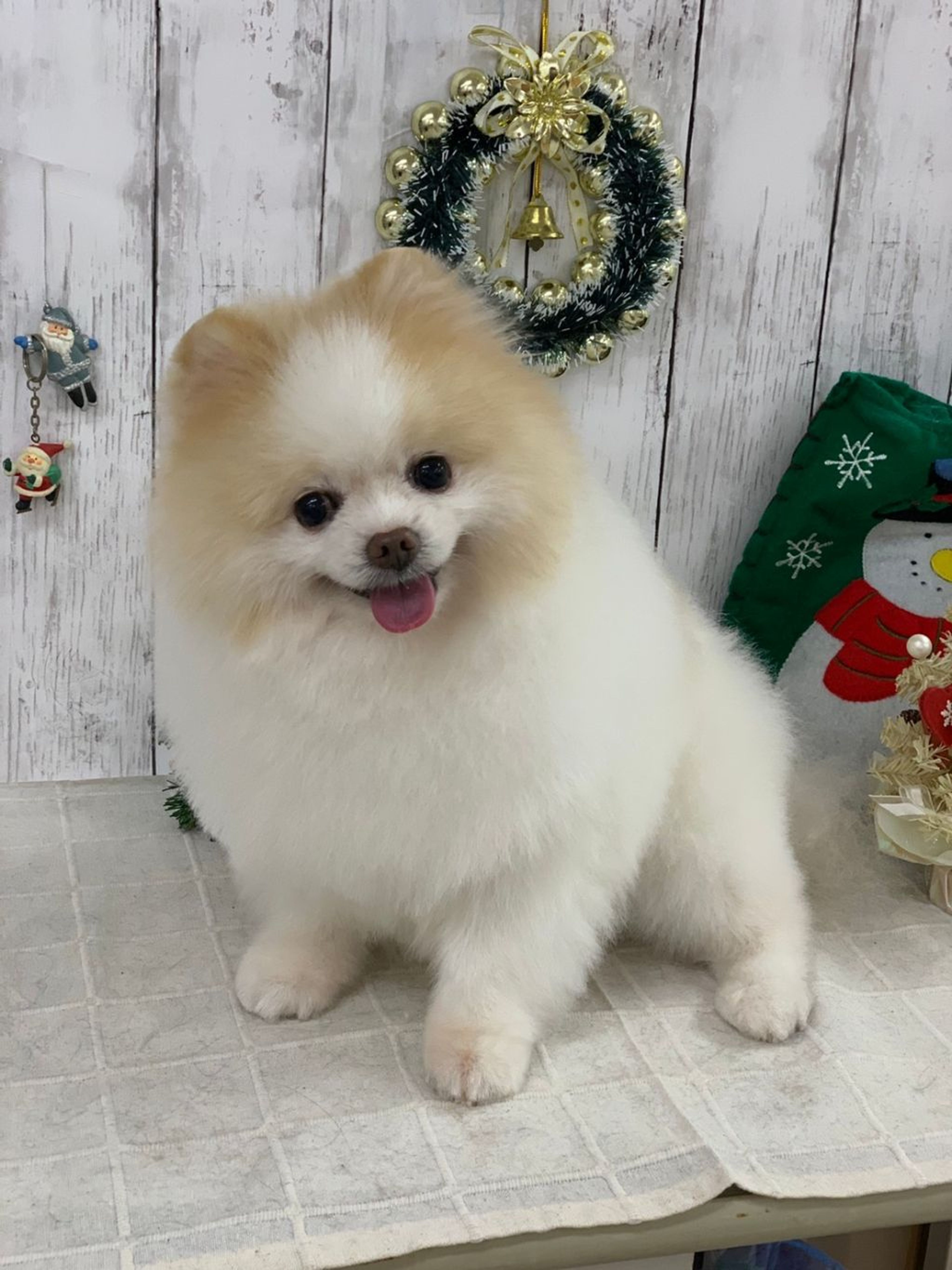 pet-image-2