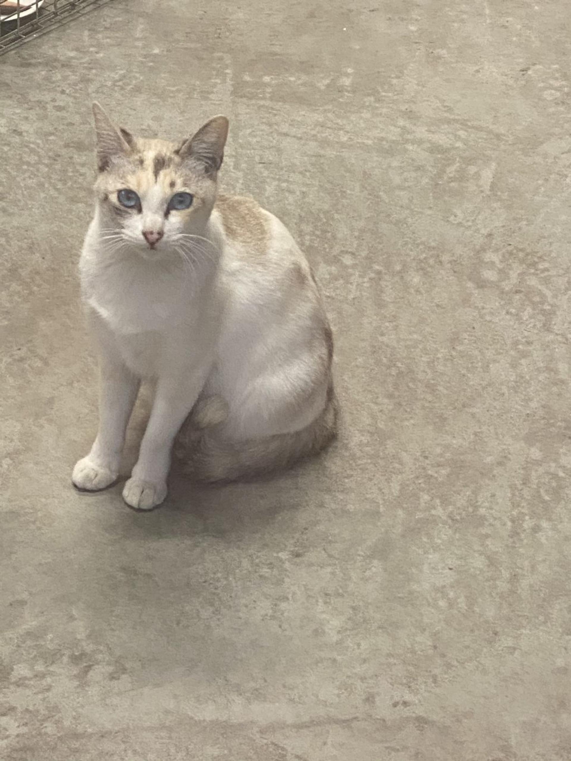 pet-image-3