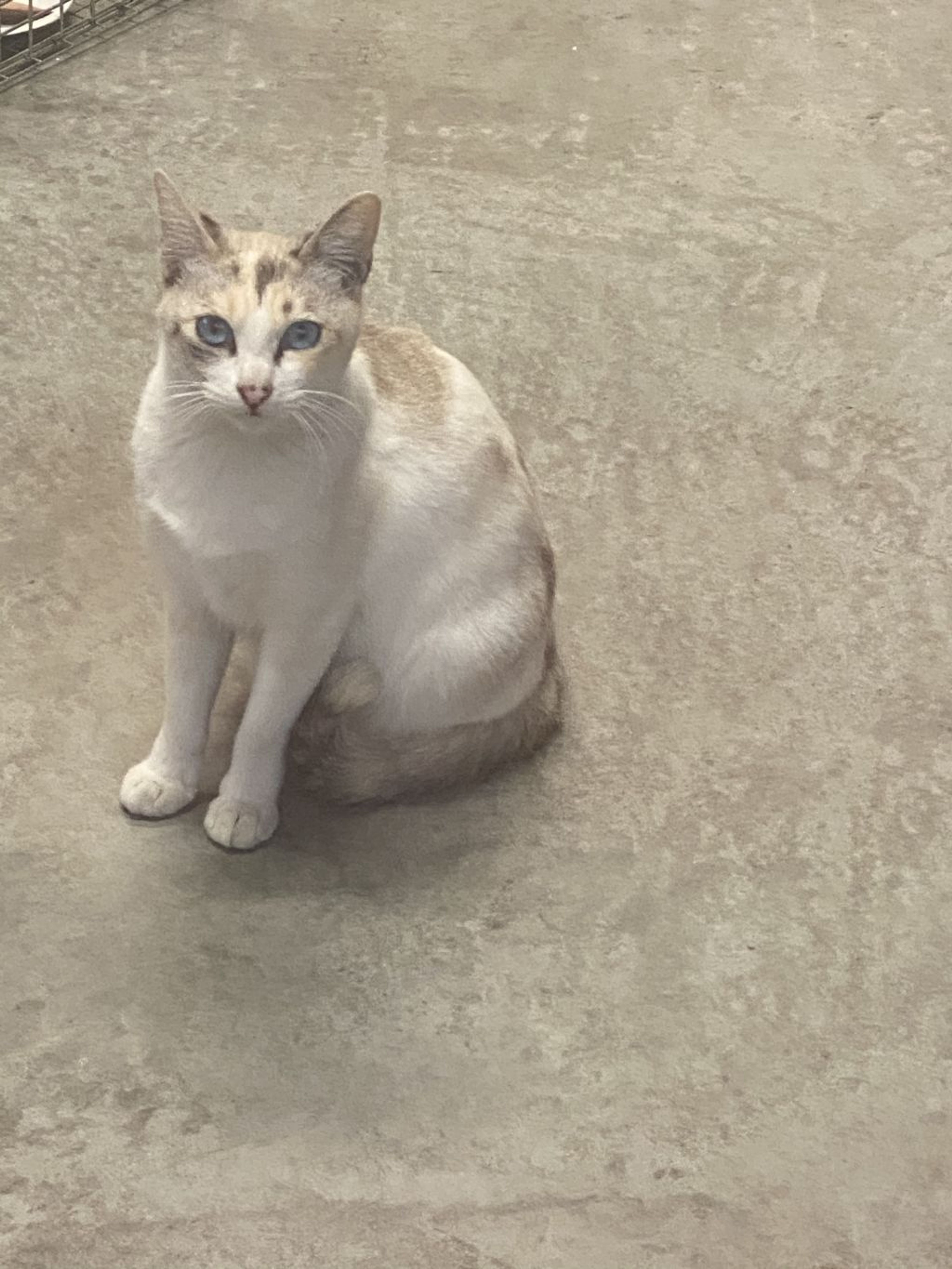 pet-image-3