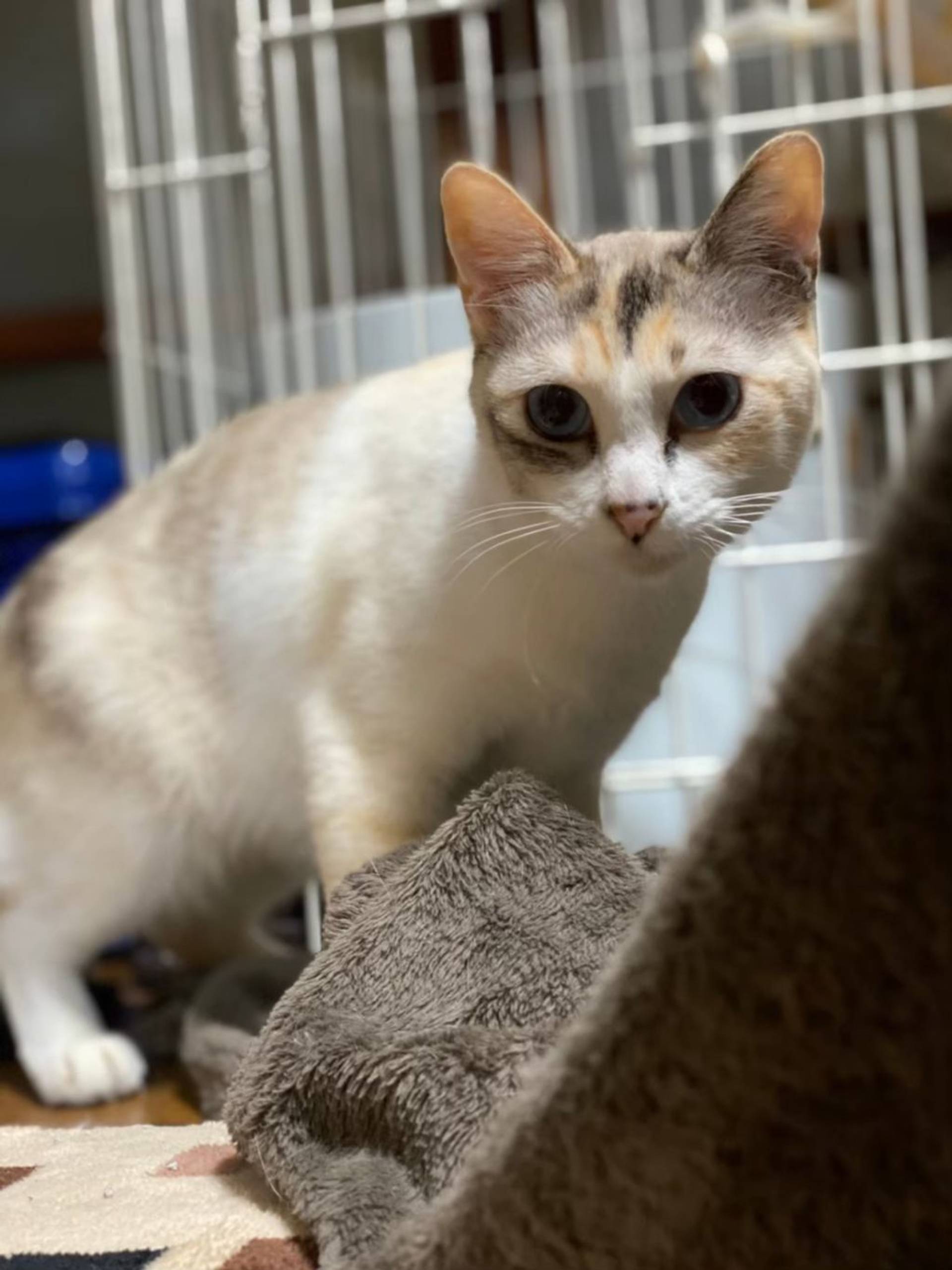 雑種（ミックス猫）・メスの里親募集の写真