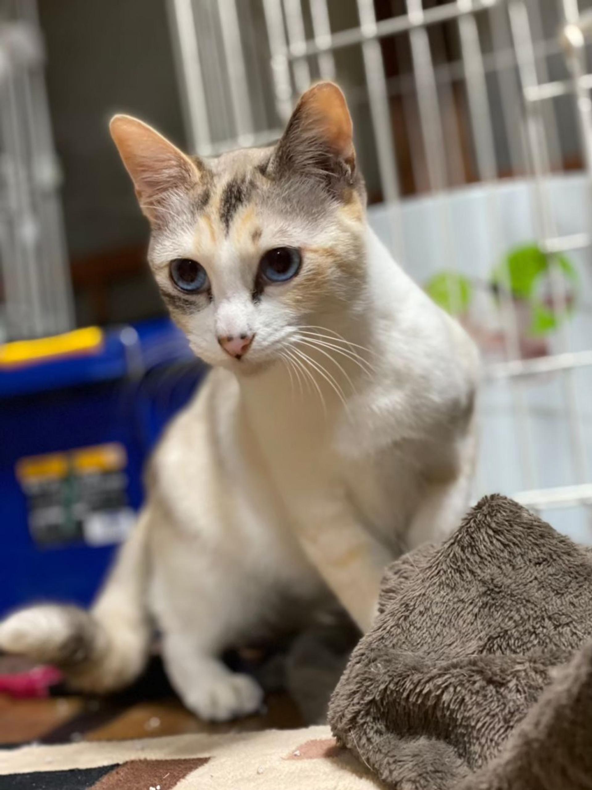pet-image-4
