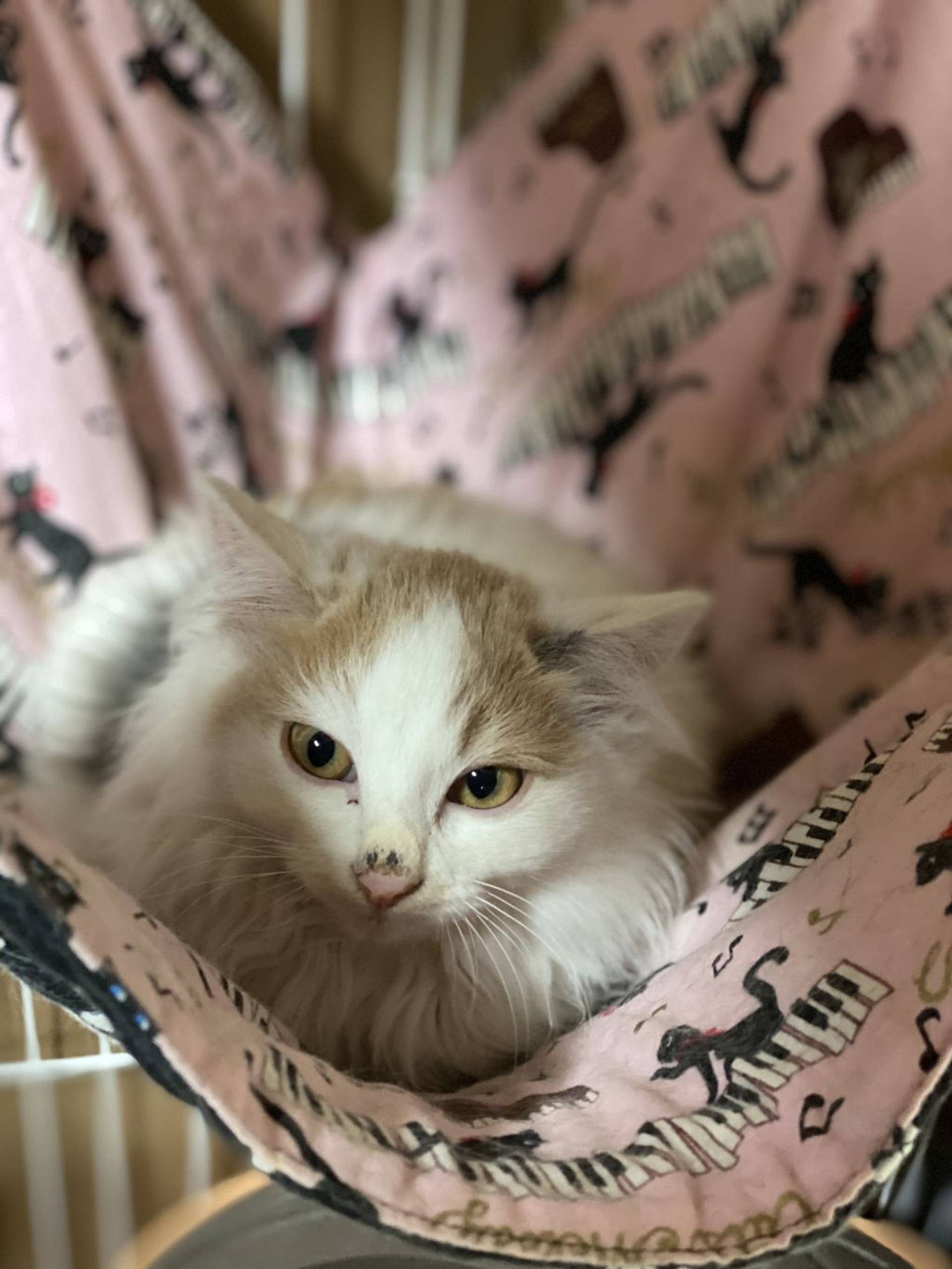 雑種（ミックス猫）・メスの里親募集の写真