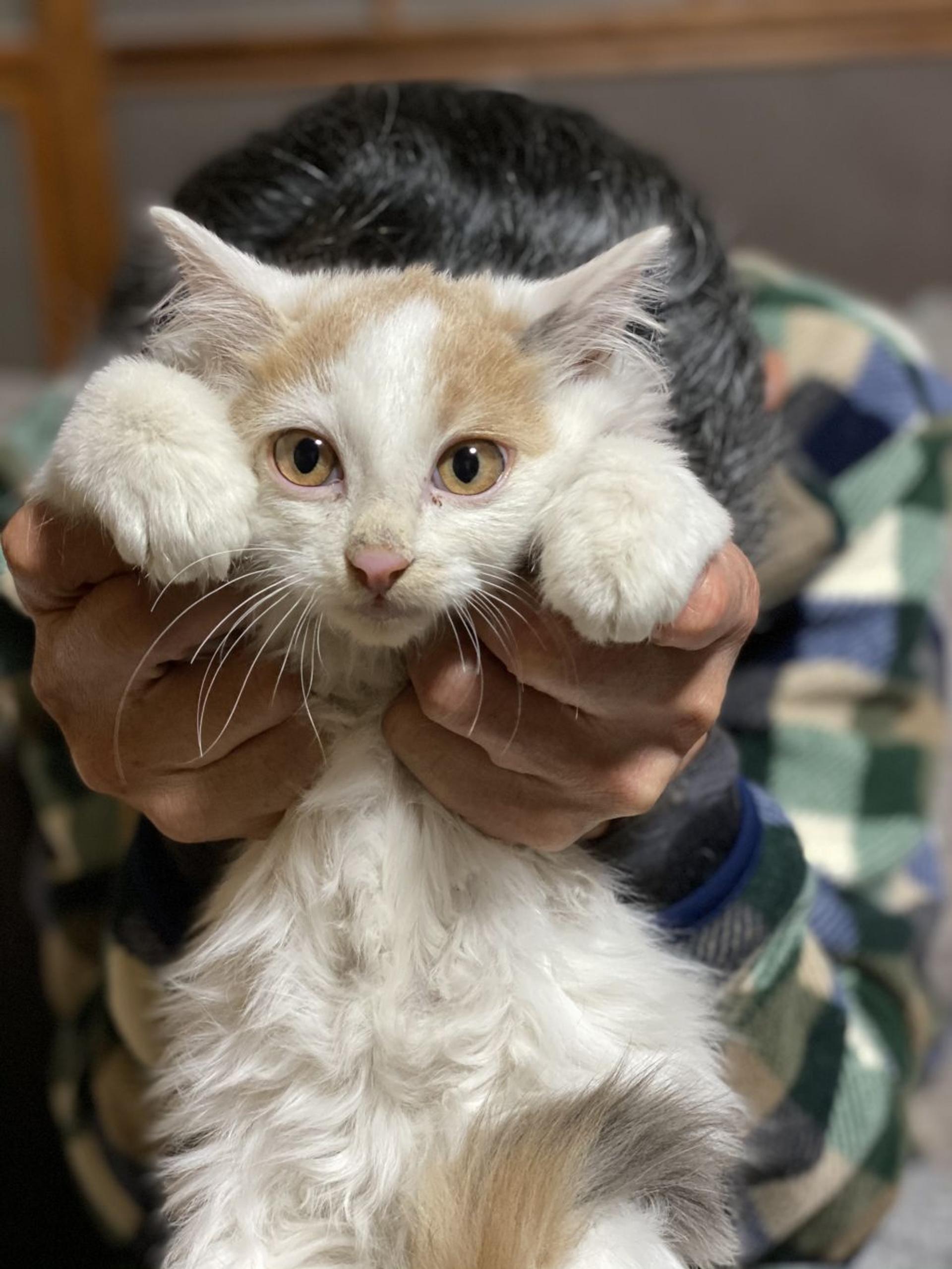 pet-image-2