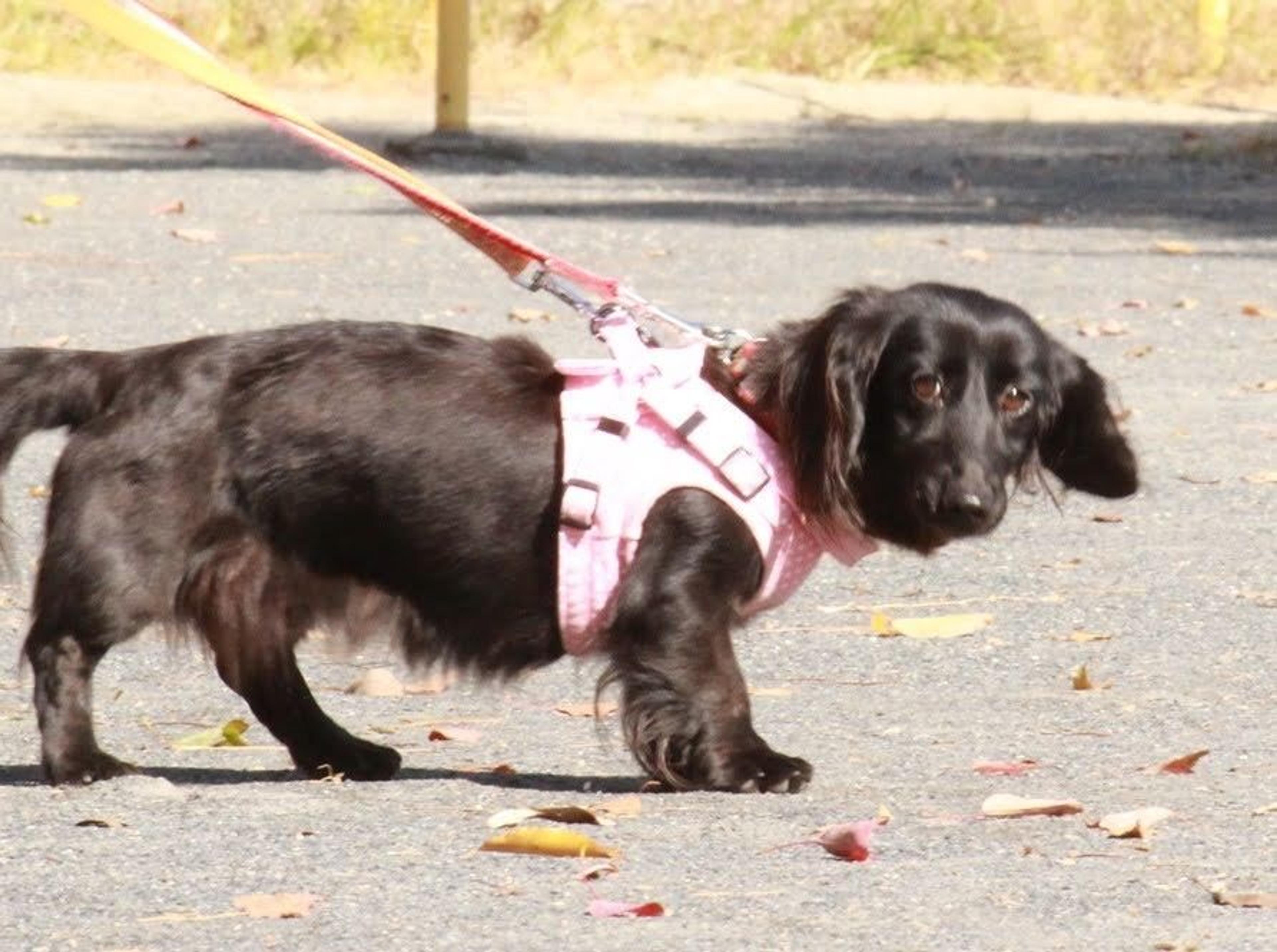 pet-image-3