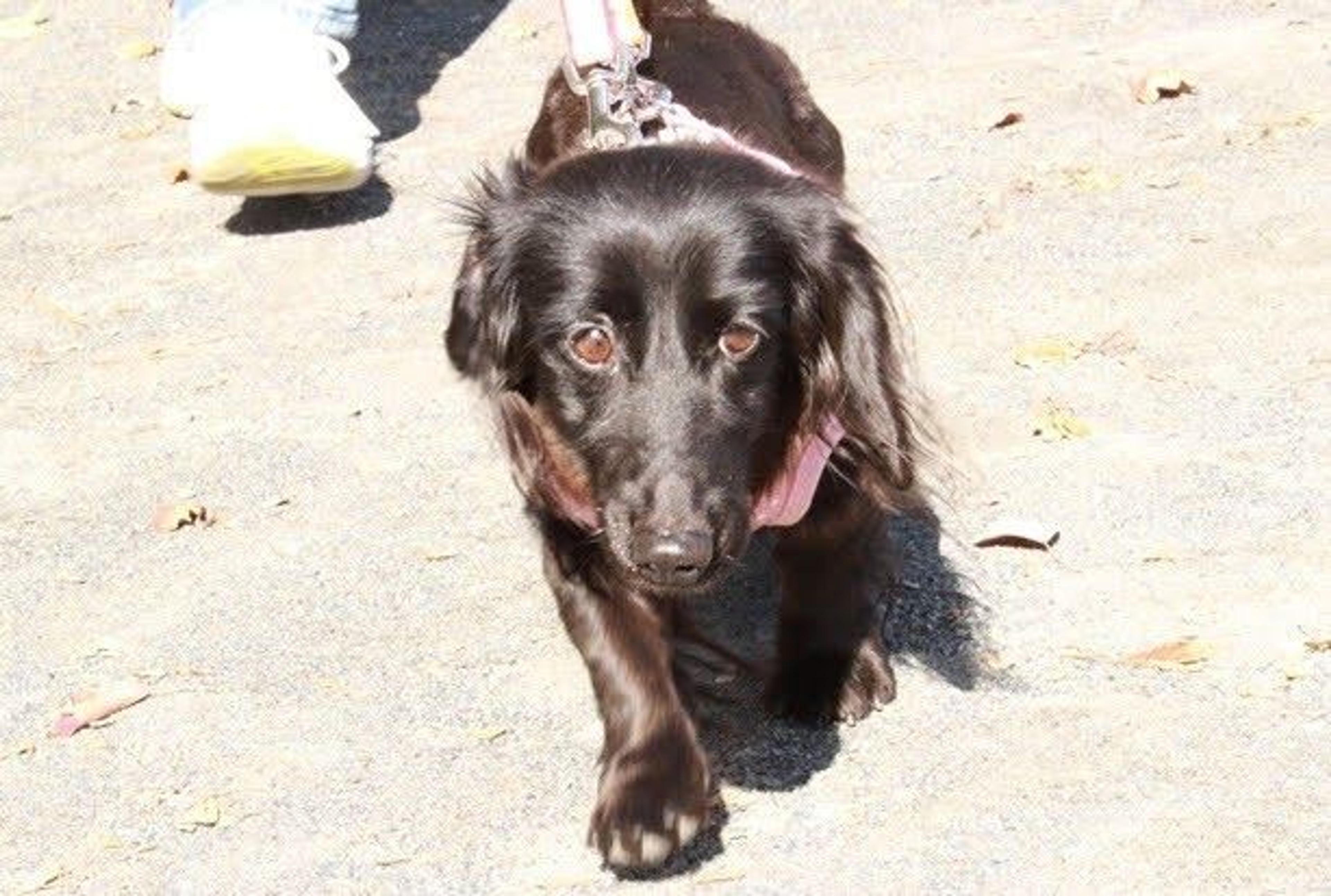 pet-image-4