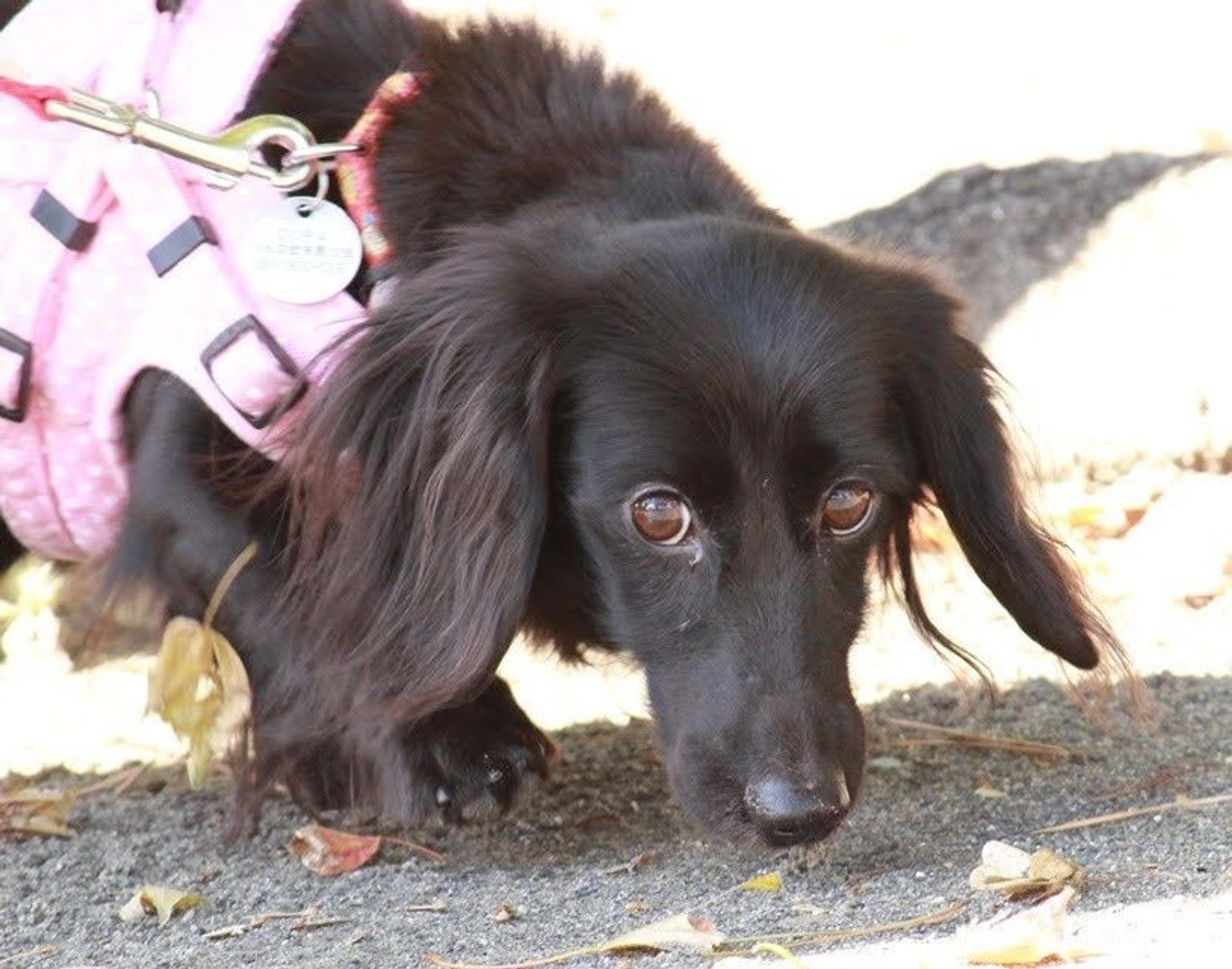 pet-image-5