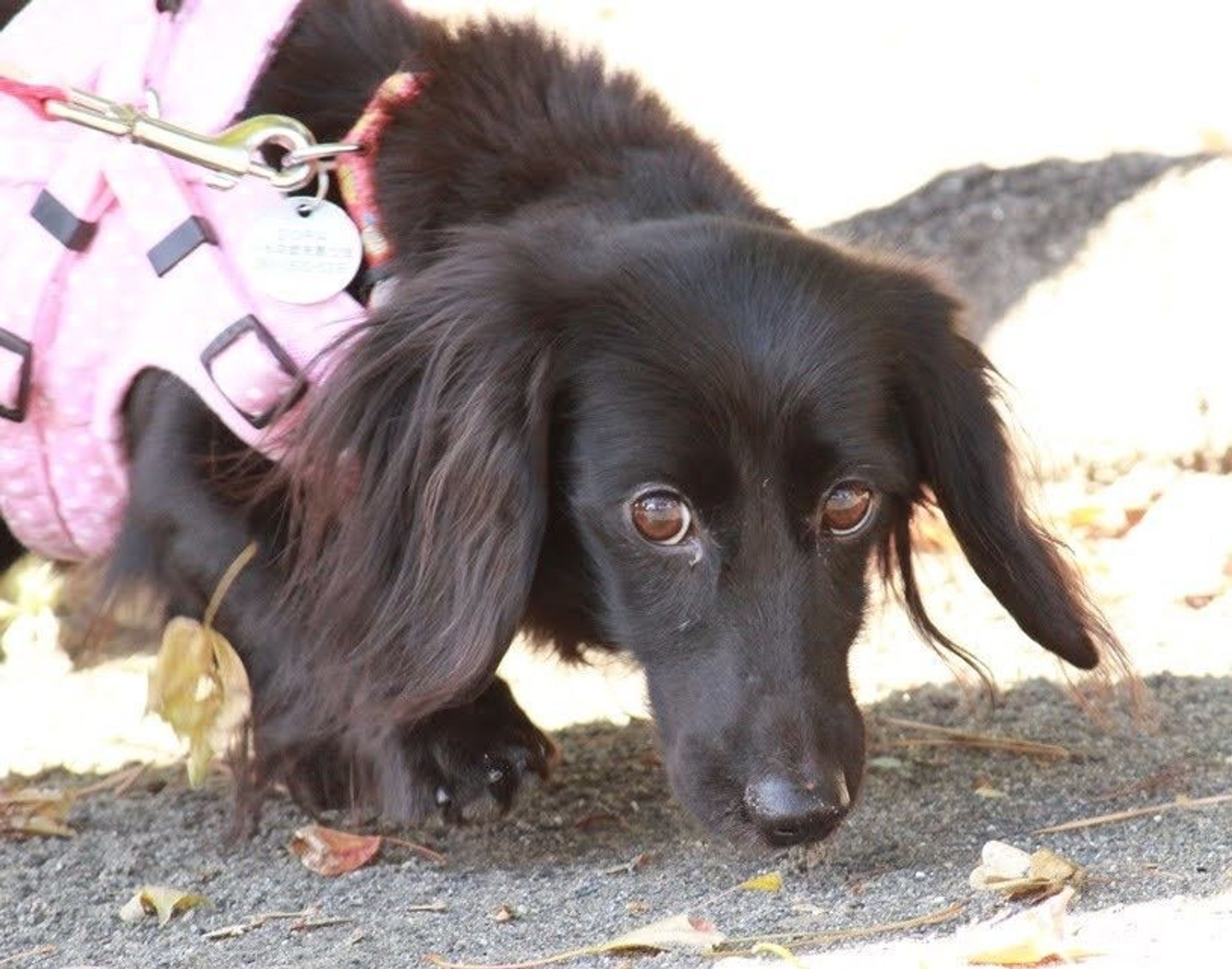 pet-image-5