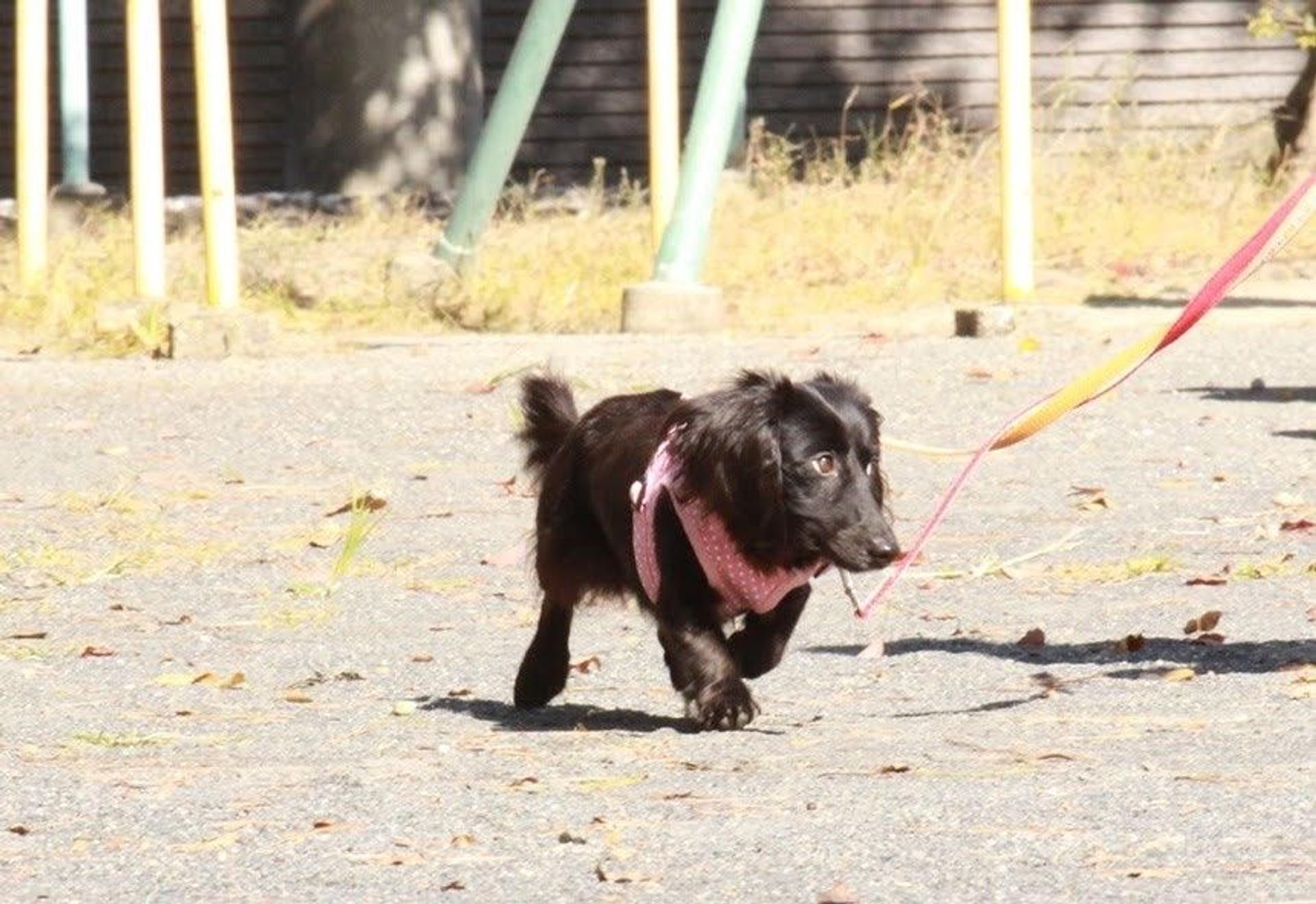 pet-image-6