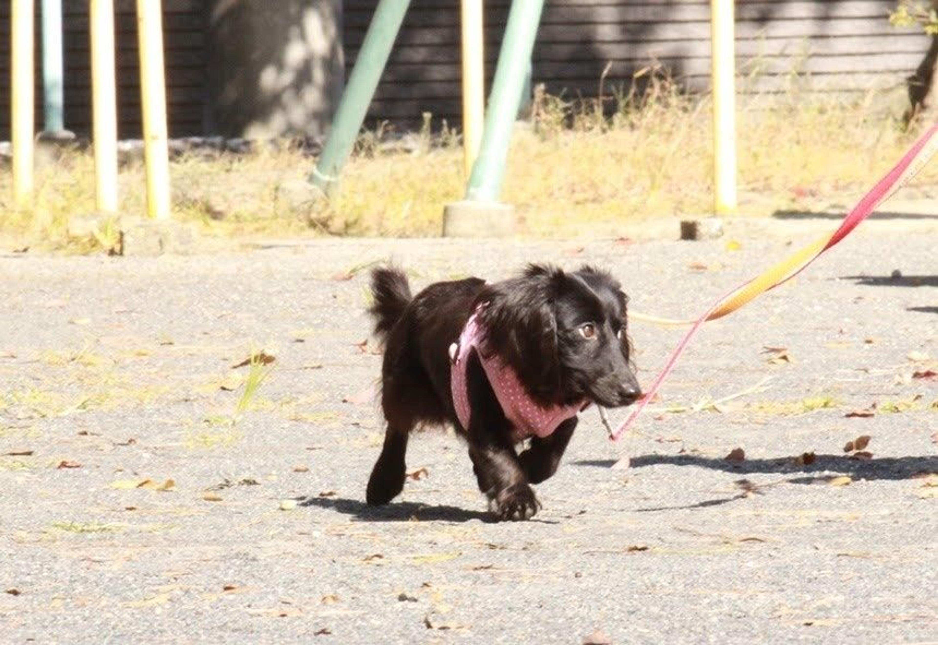 pet-image-6