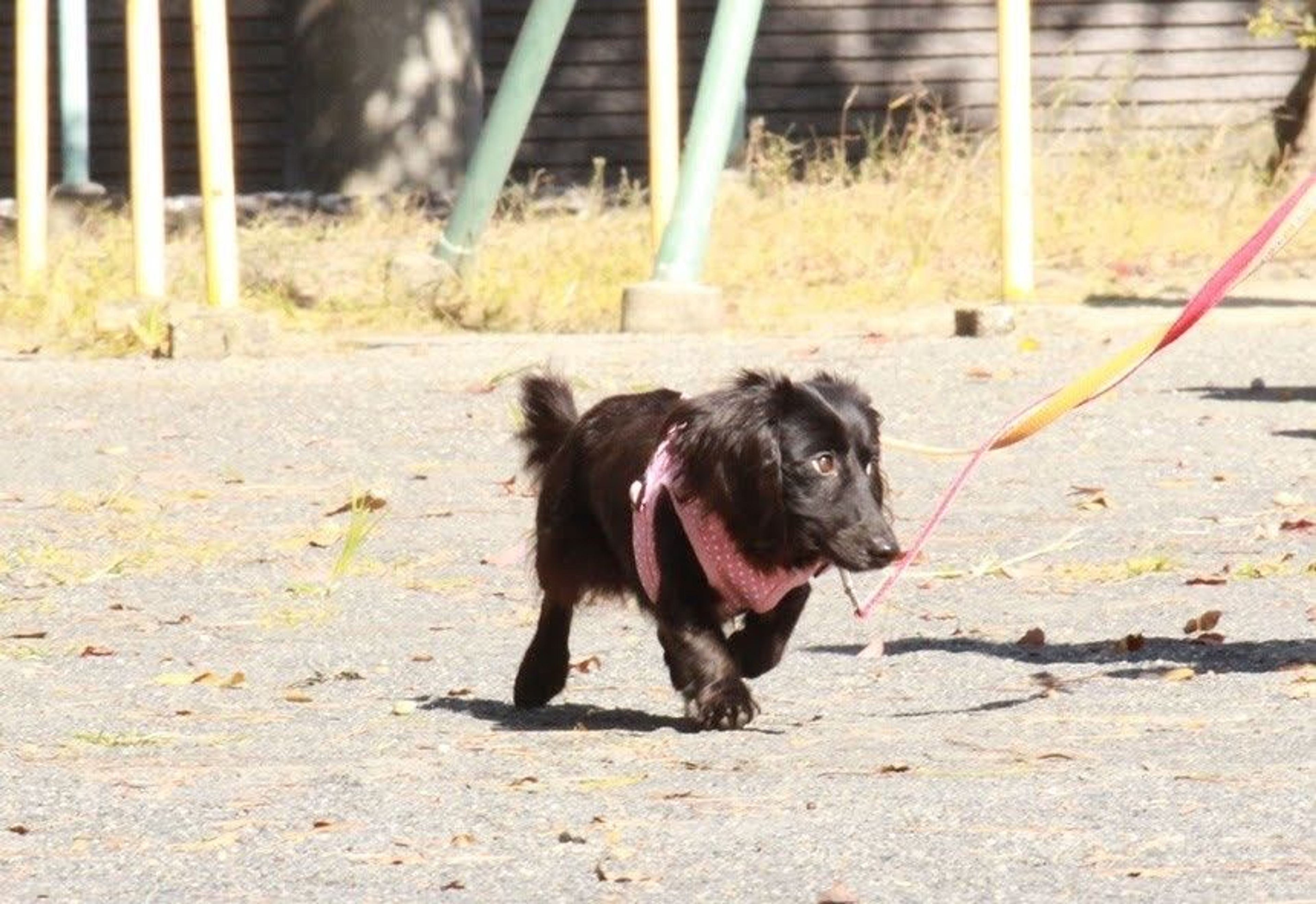 pet-image-6