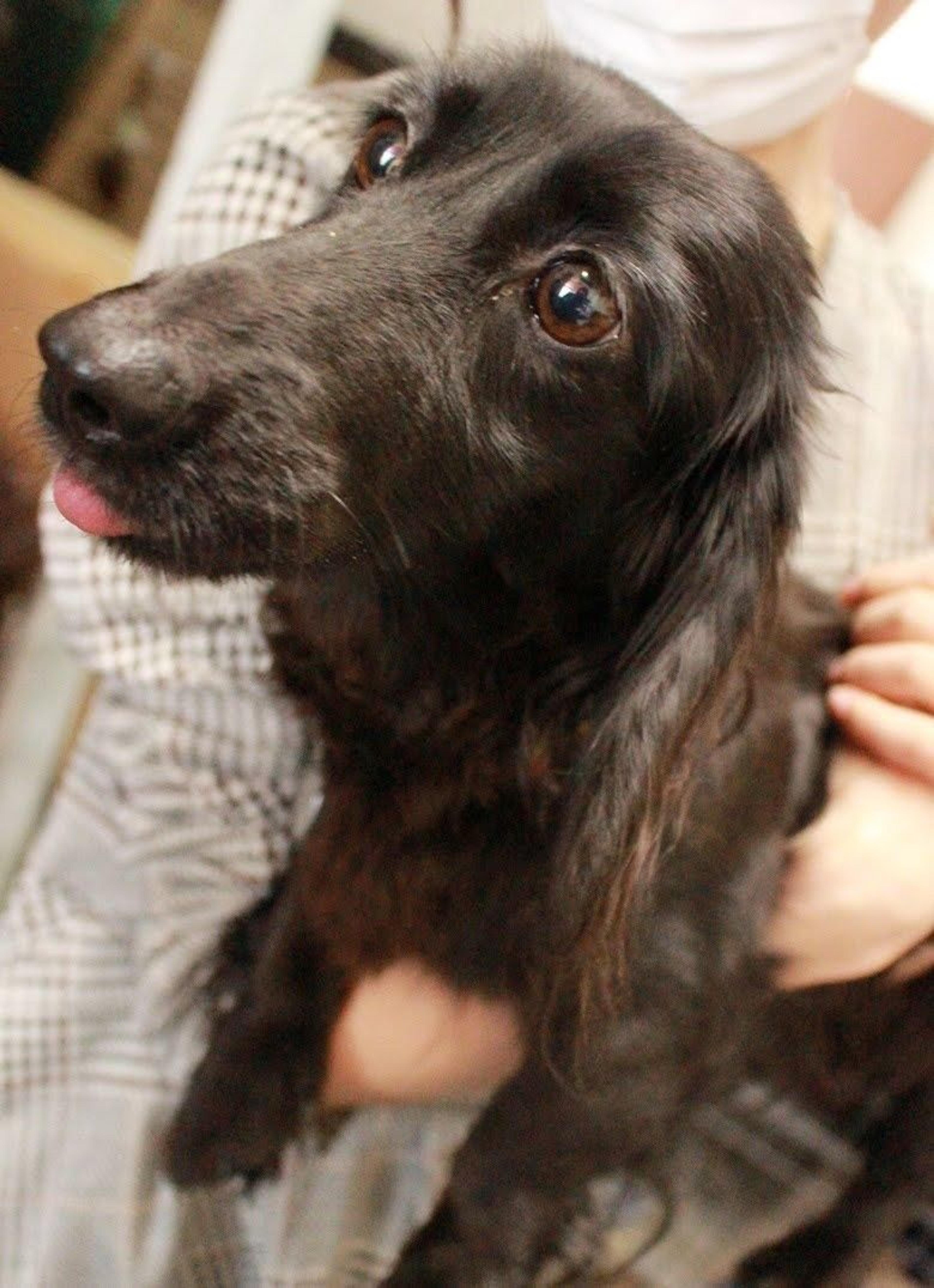 pet-image-8