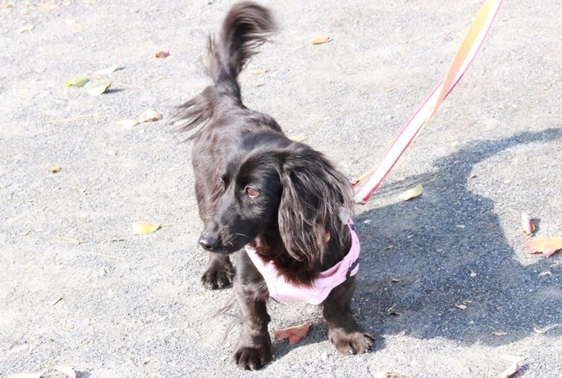 pet-image-9