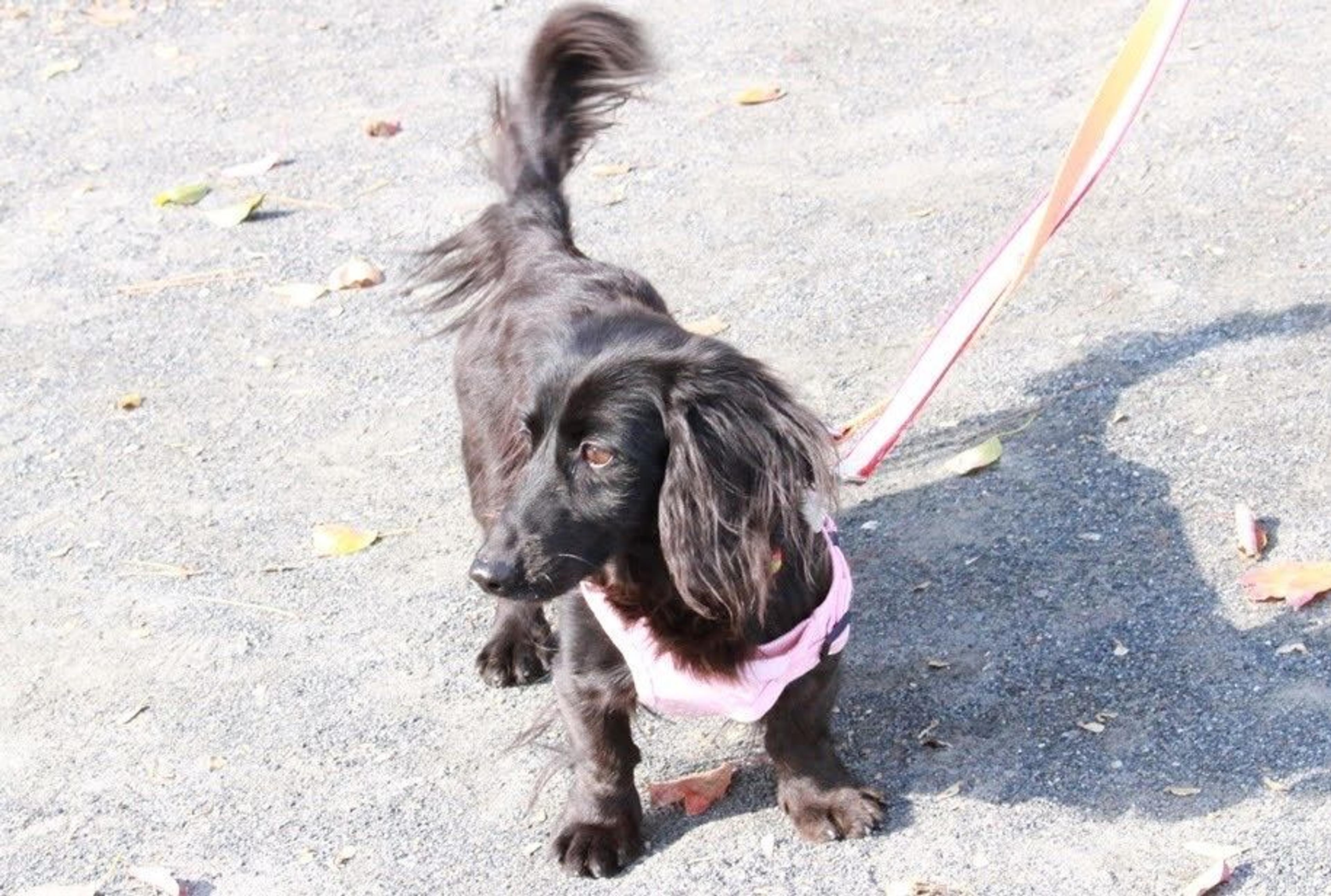 pet-image-9