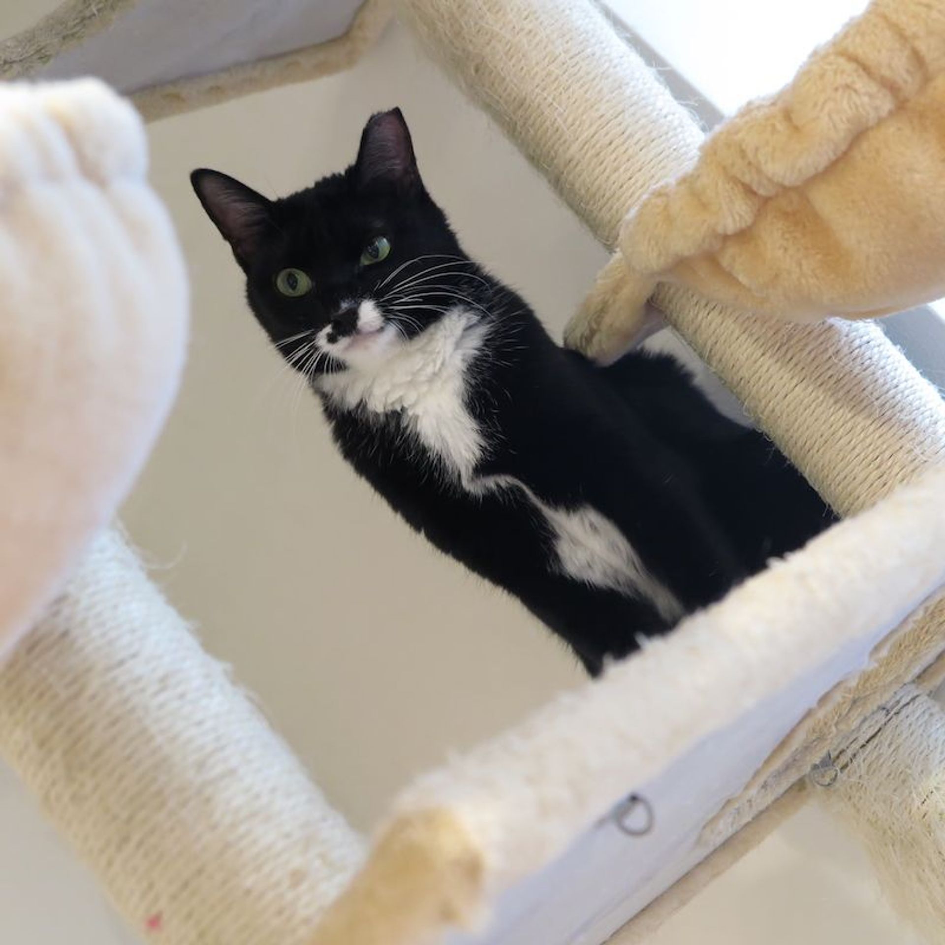 雑種（ミックス猫）・メスの里親募集の写真