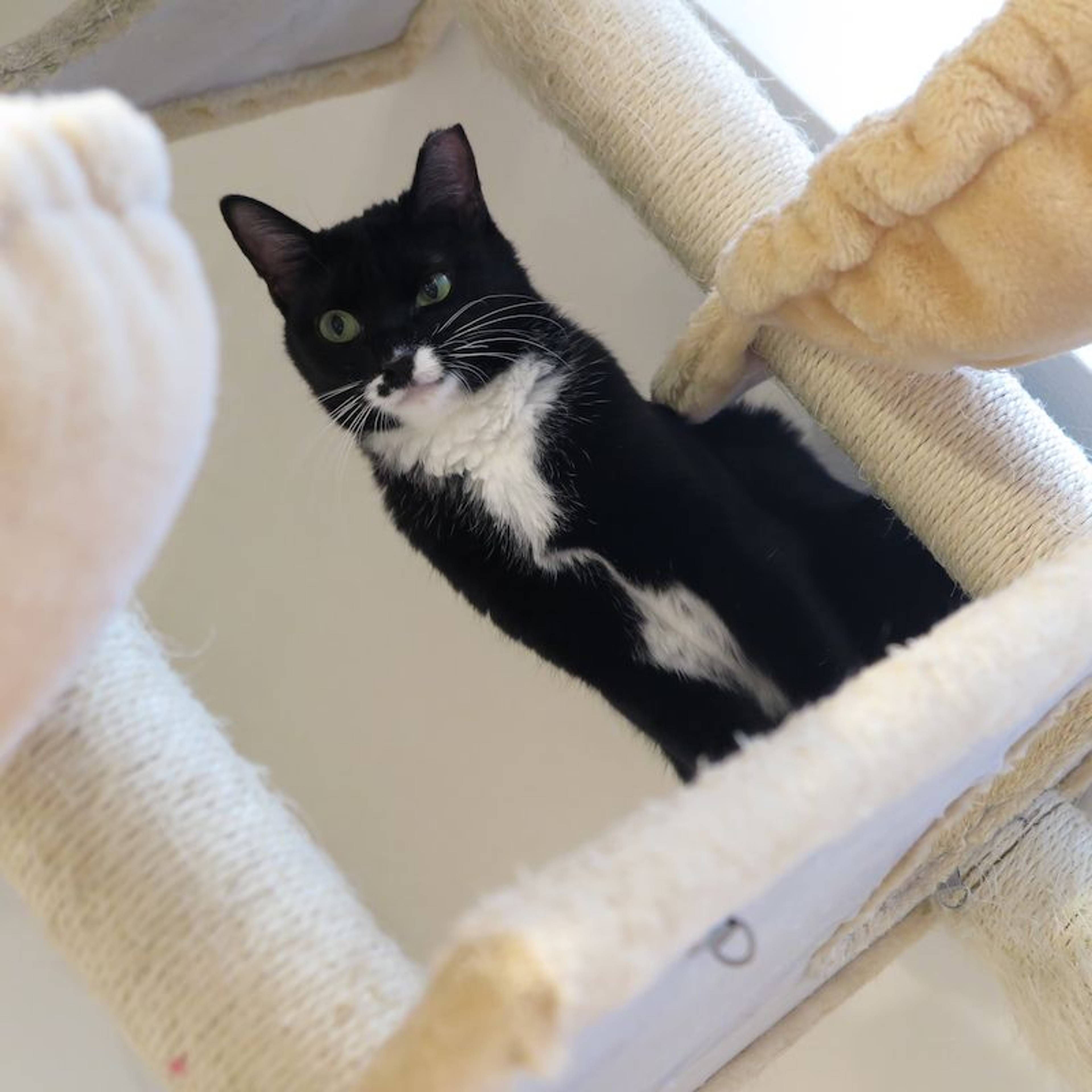 雑種（ミックス猫）・メスの里親募集の写真