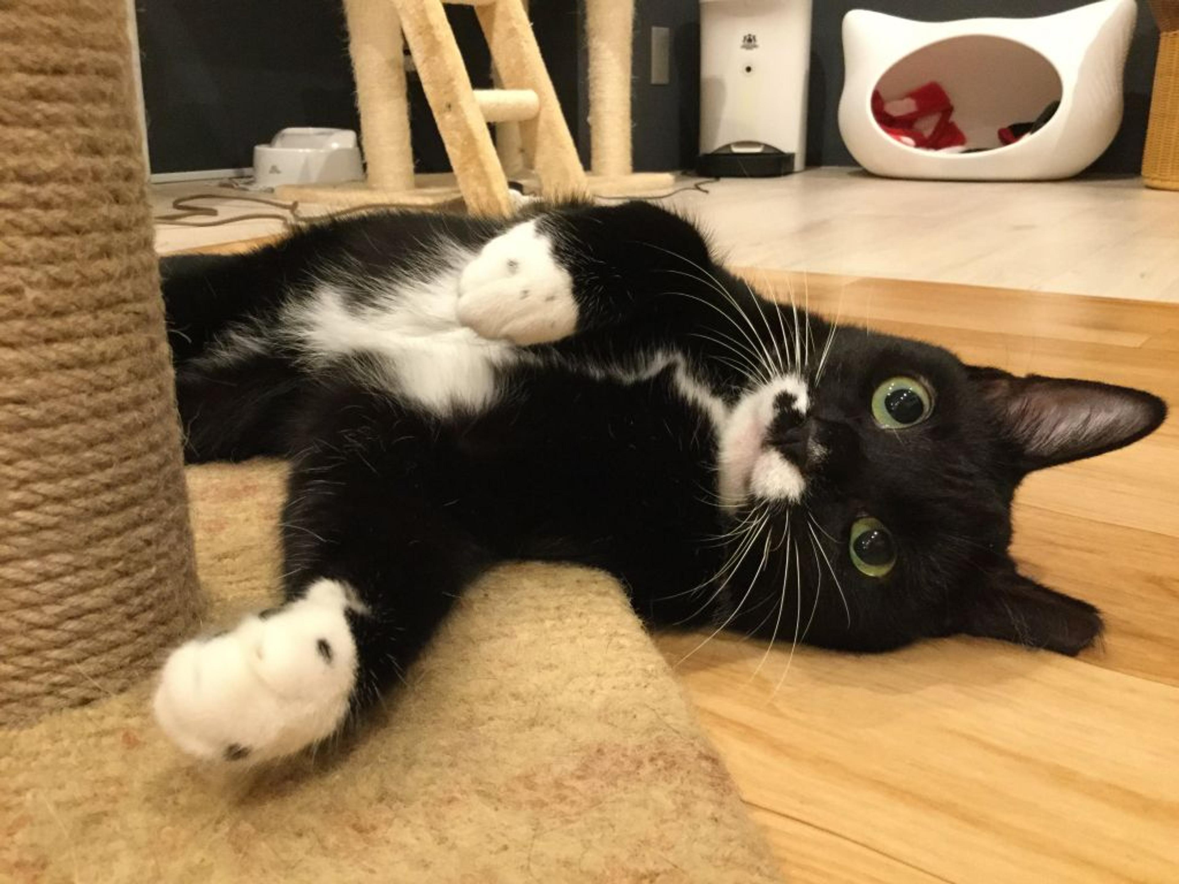pet-image-3