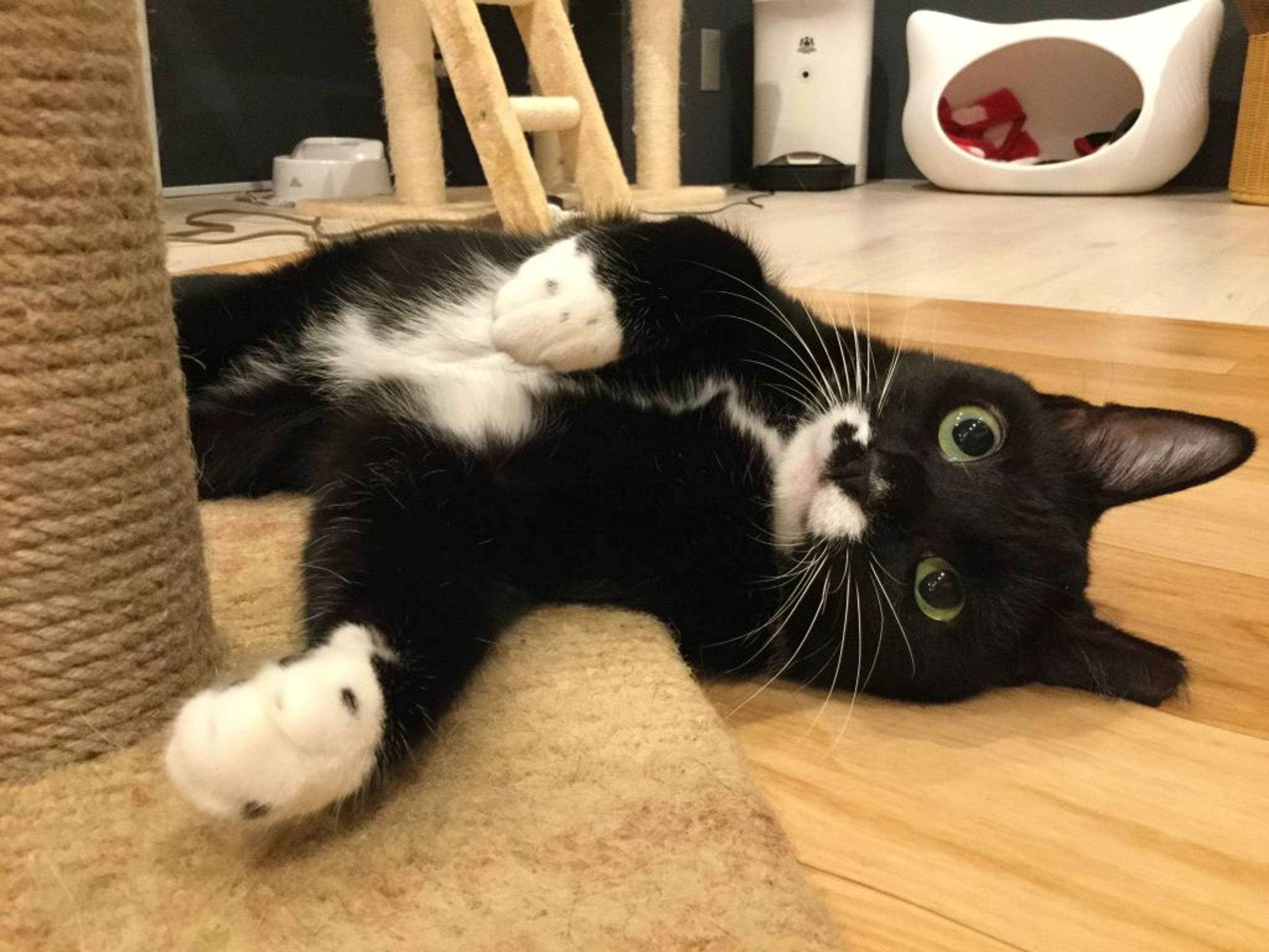 pet-image-3