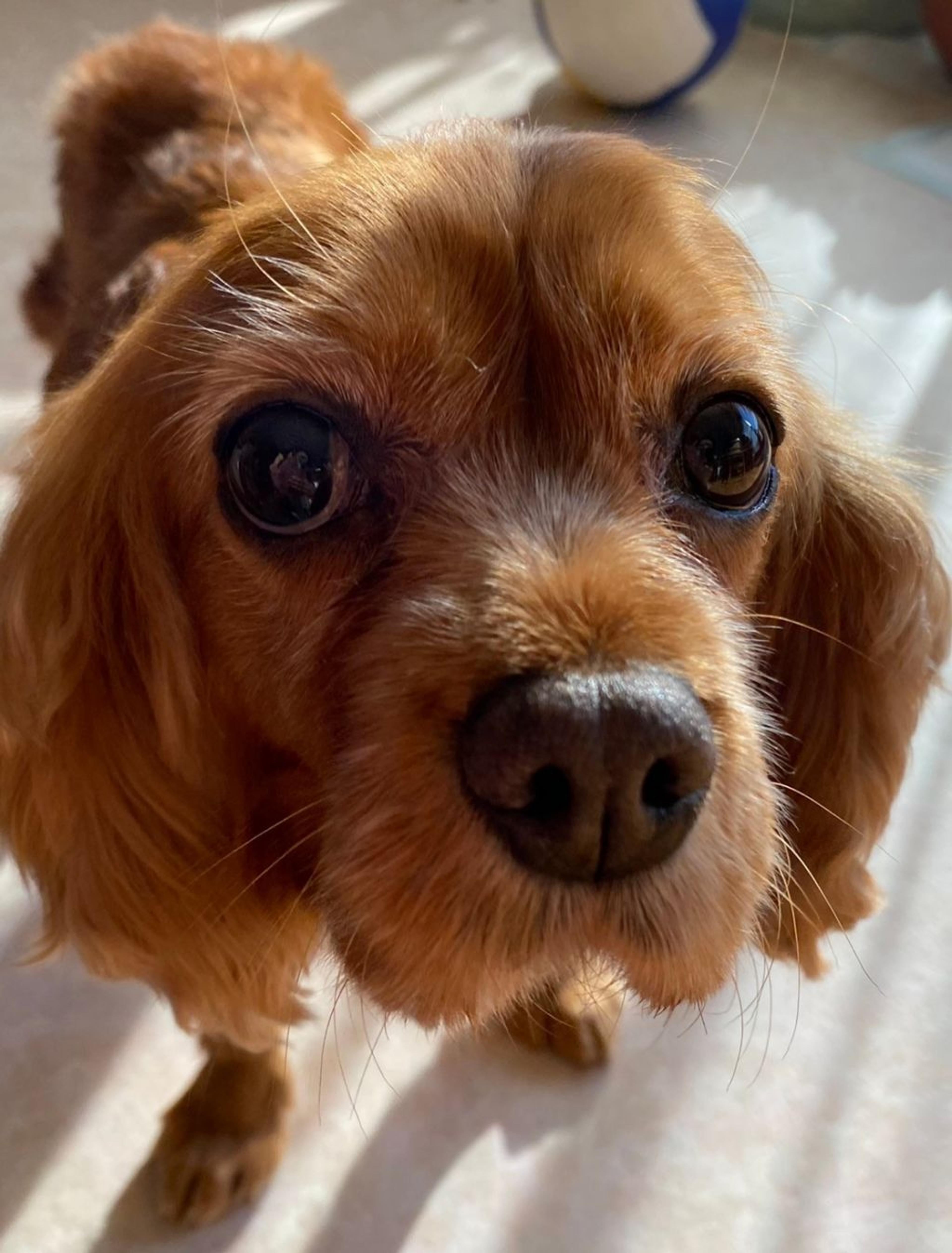 pet-image-2