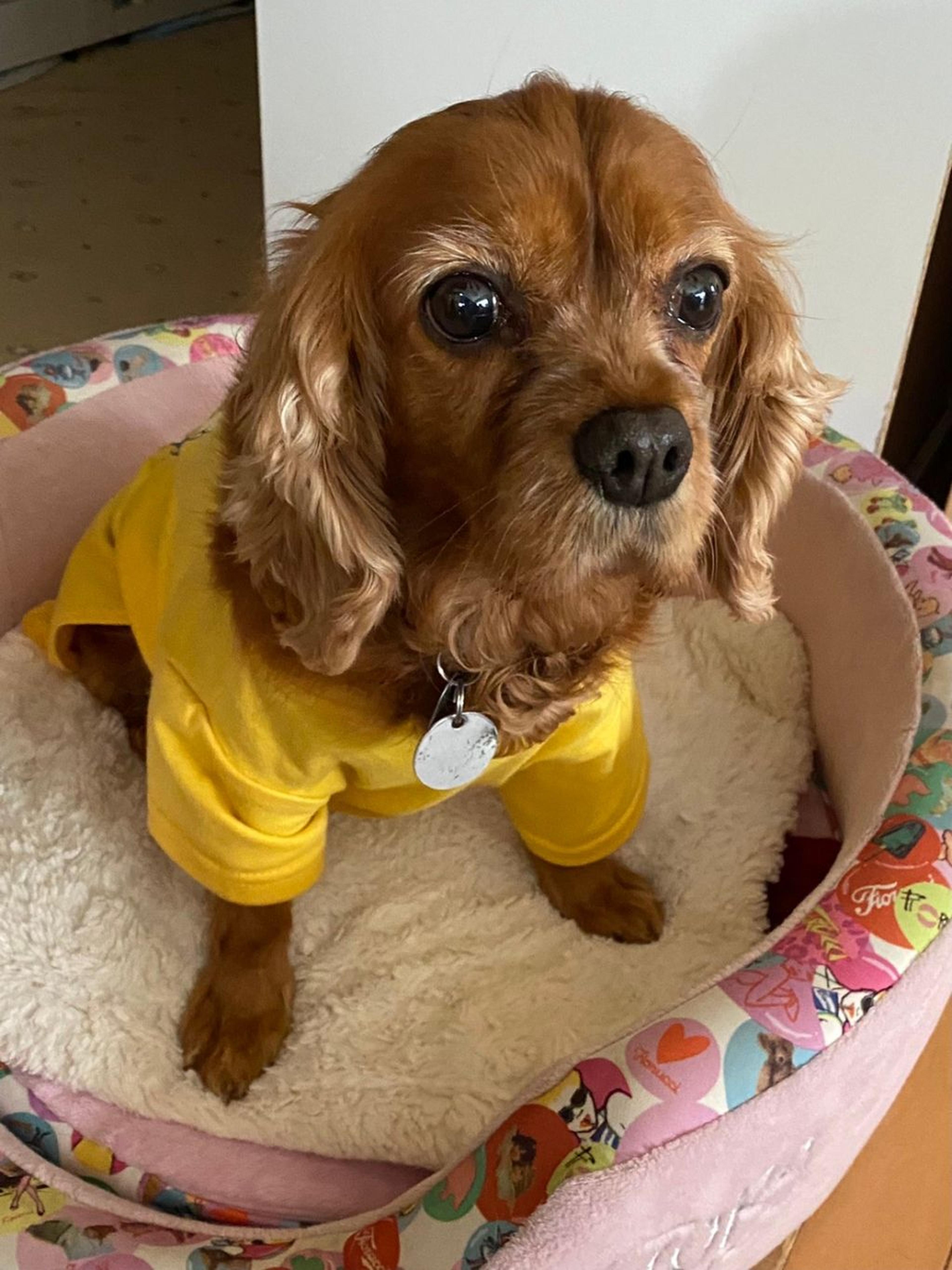 pet-image-4