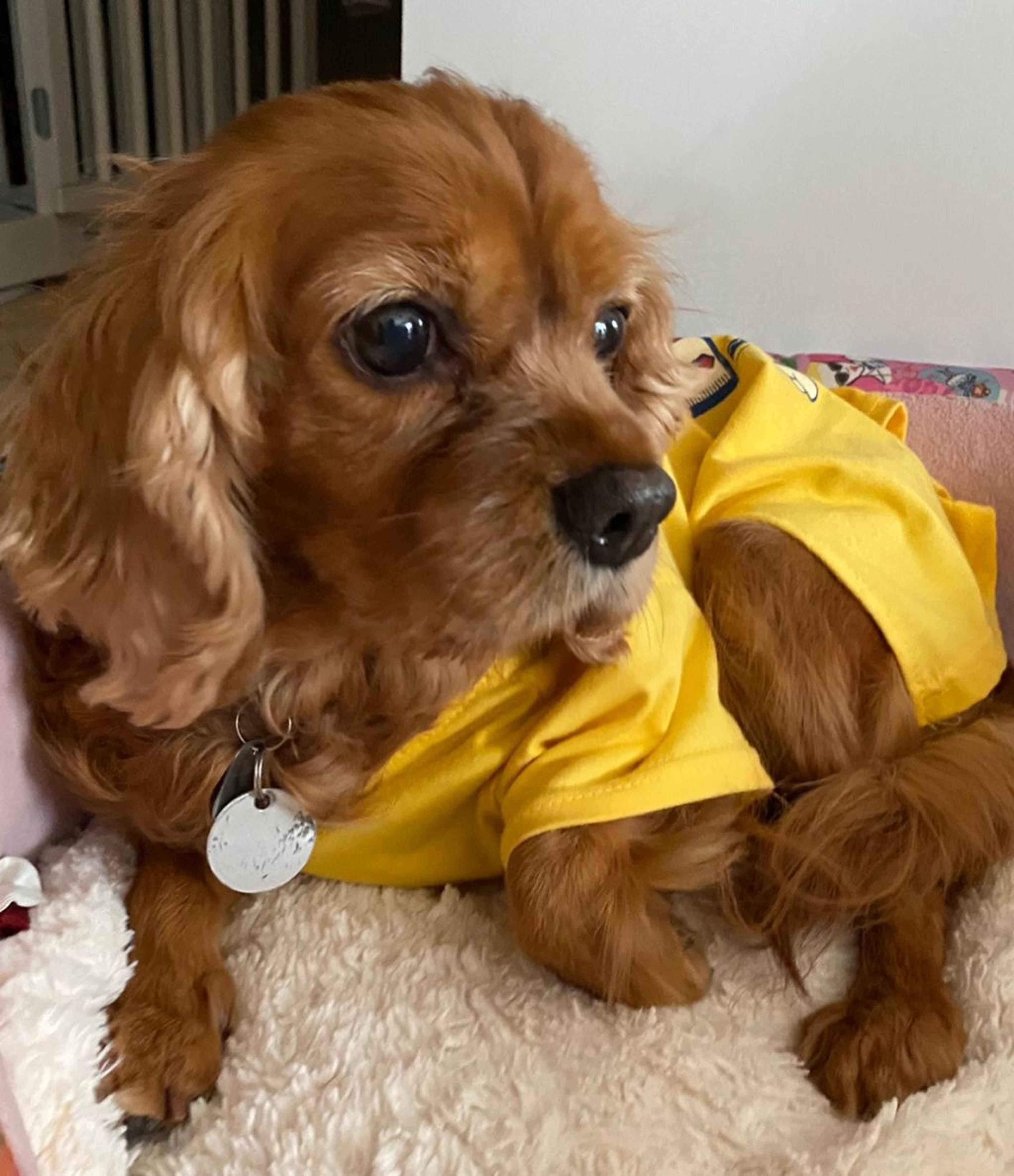 pet-image-5
