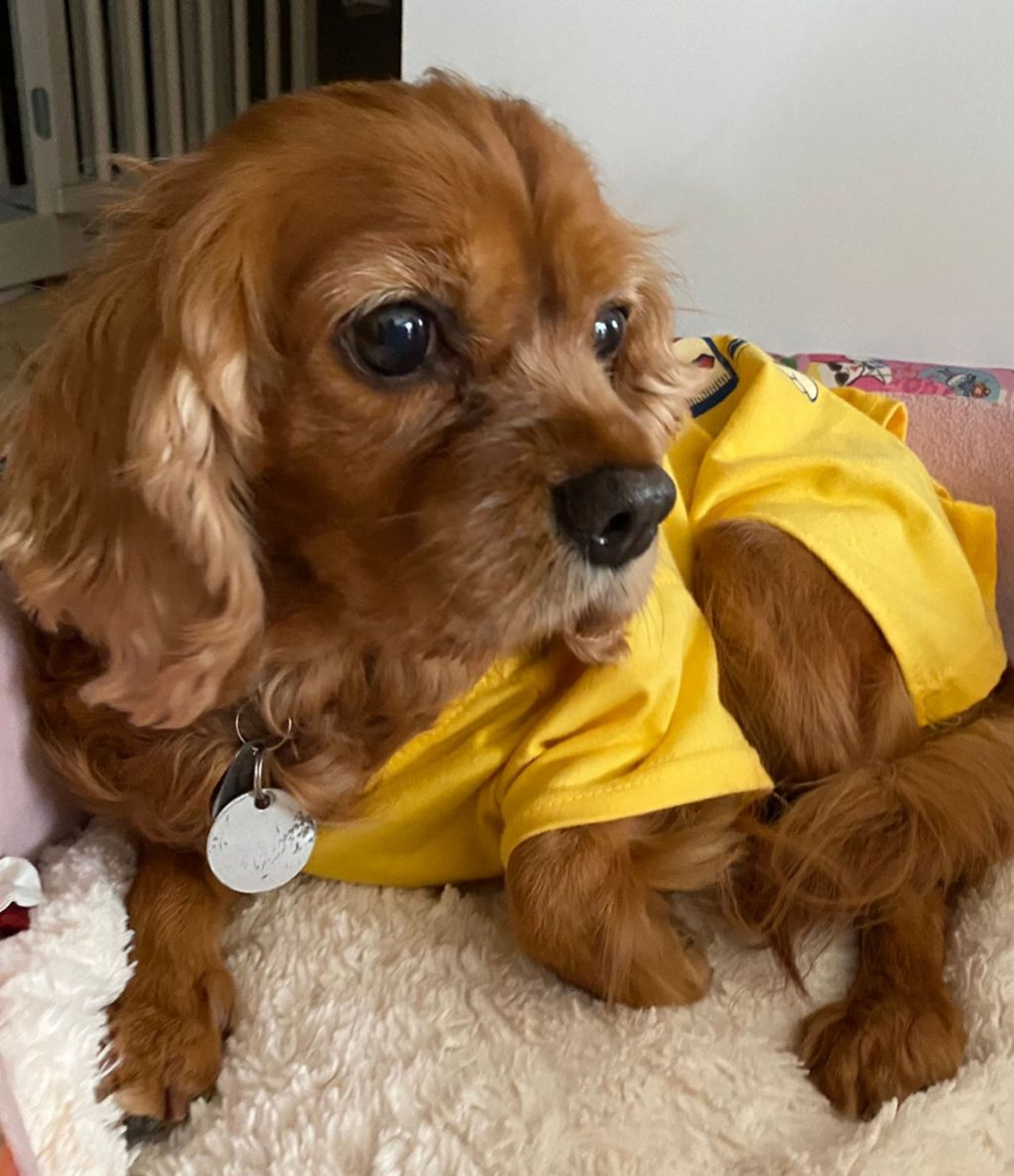 pet-image-5