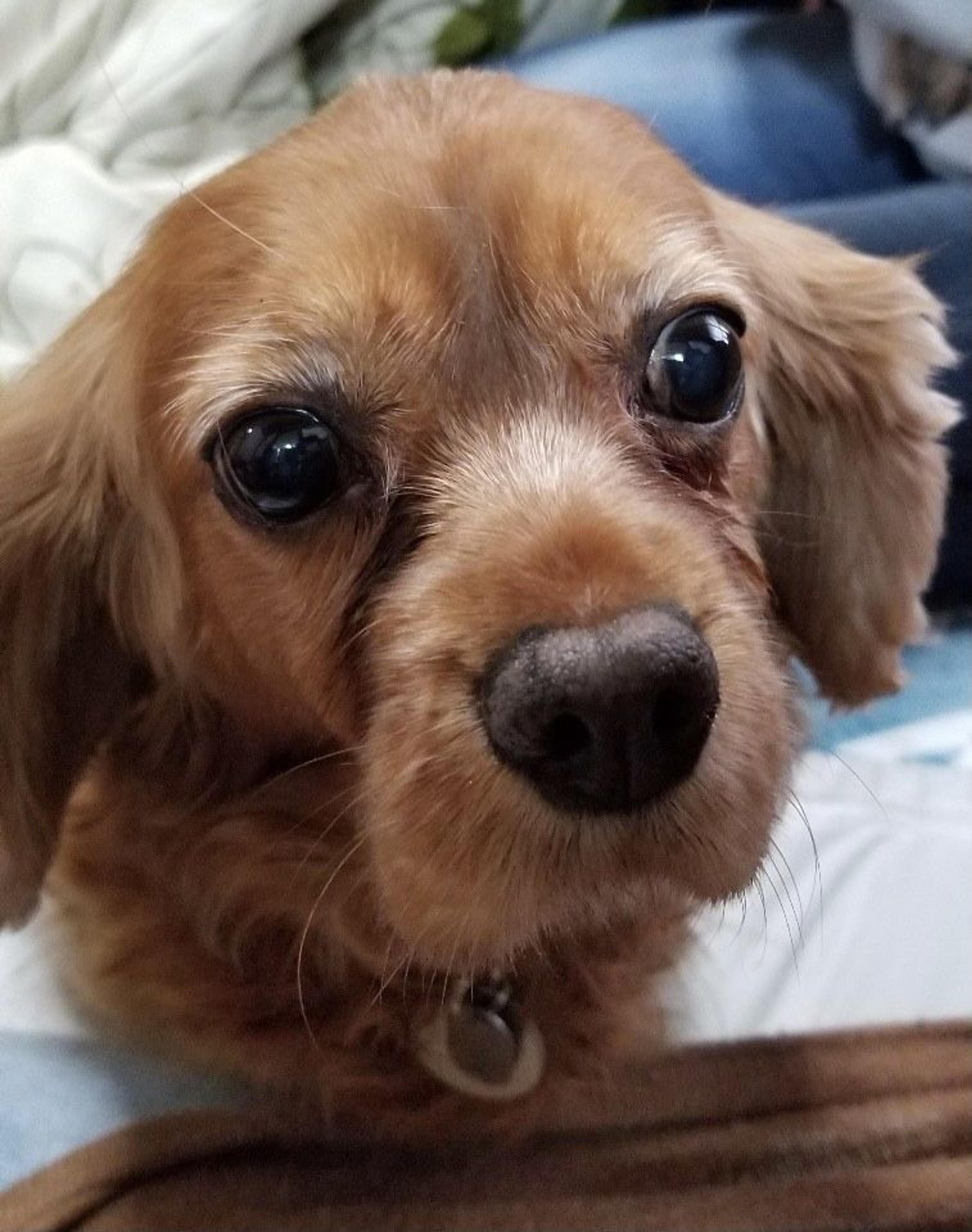 pet-image-6