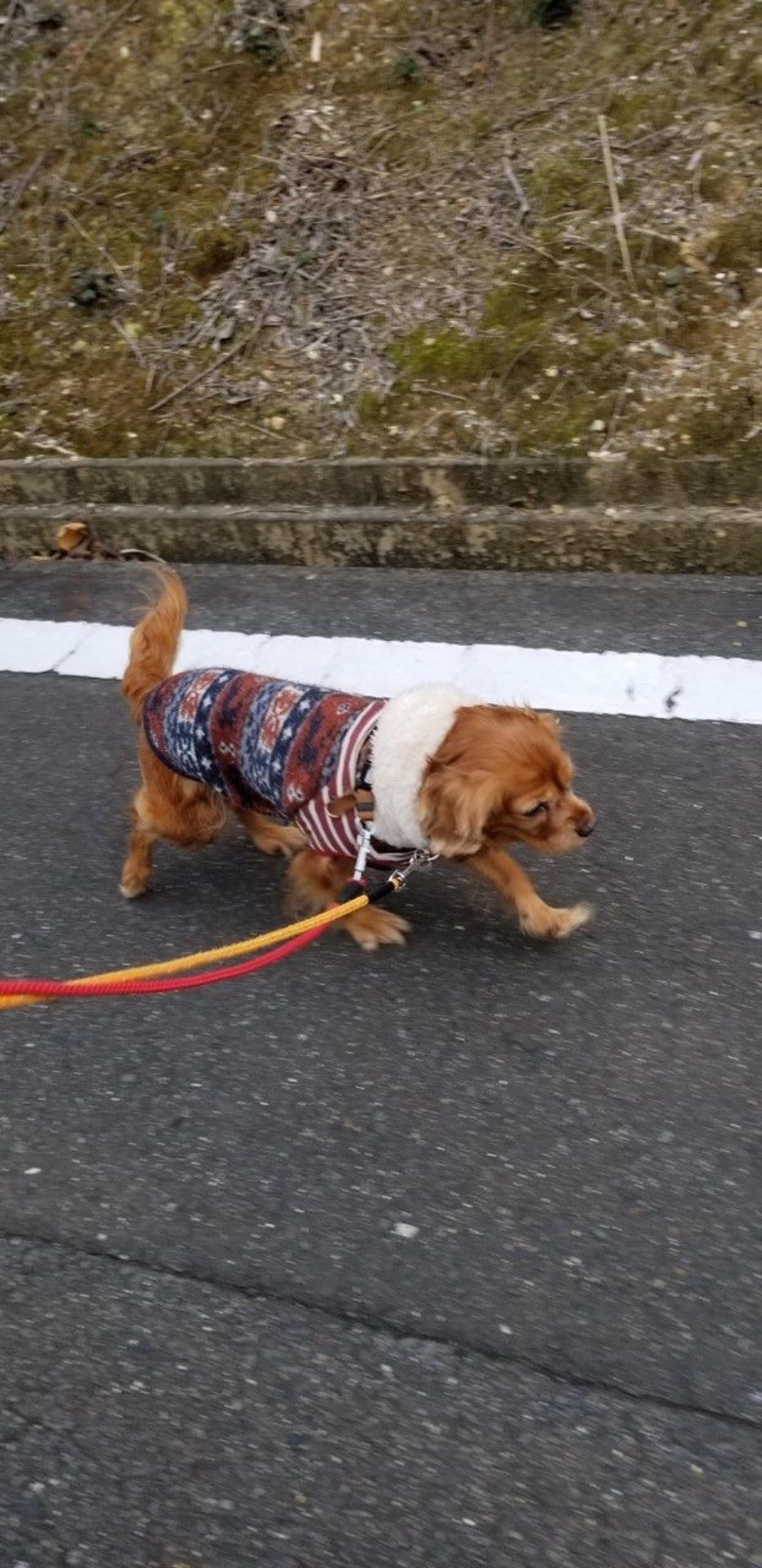 pet-image-7