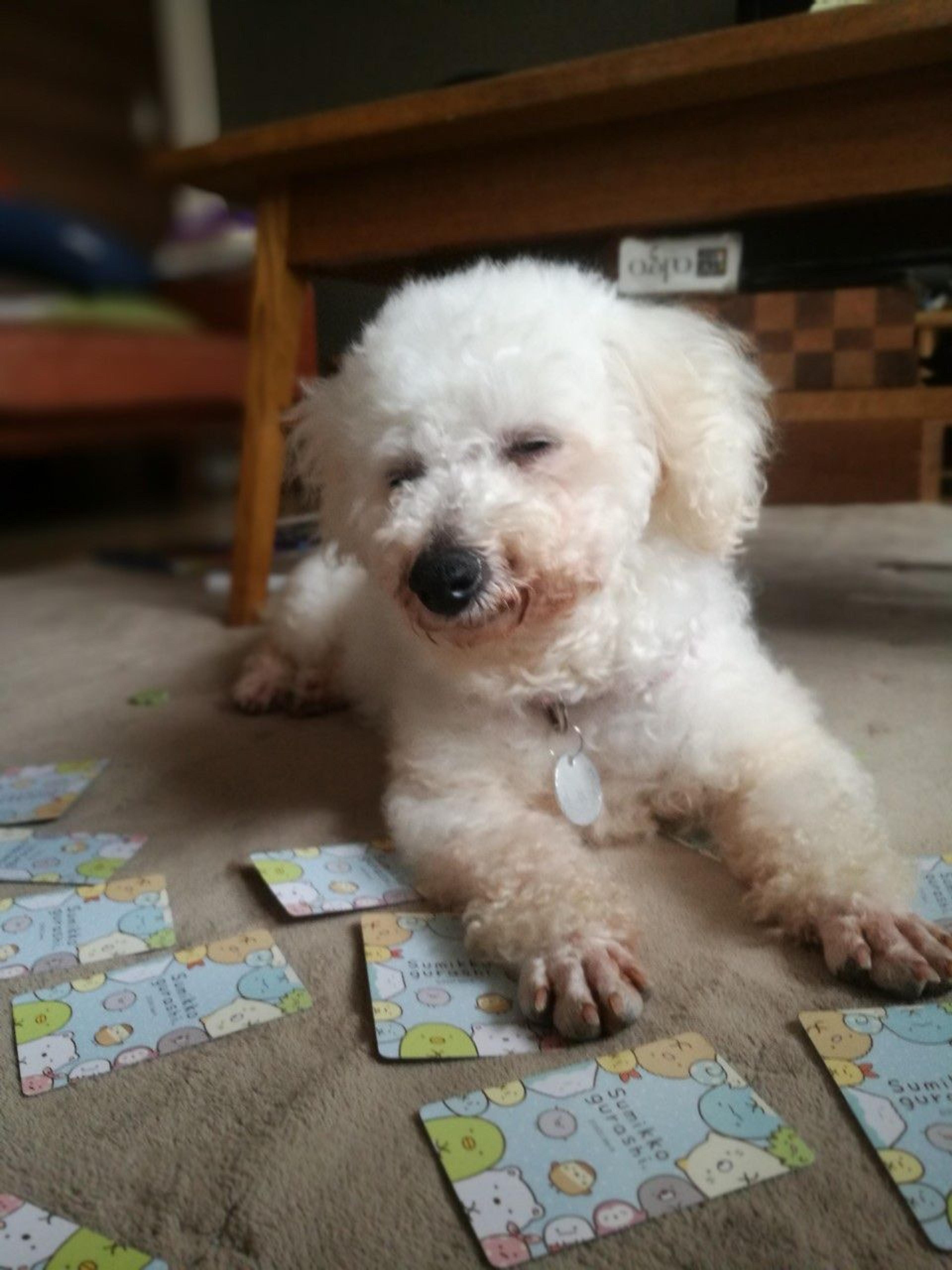 pet-image-3