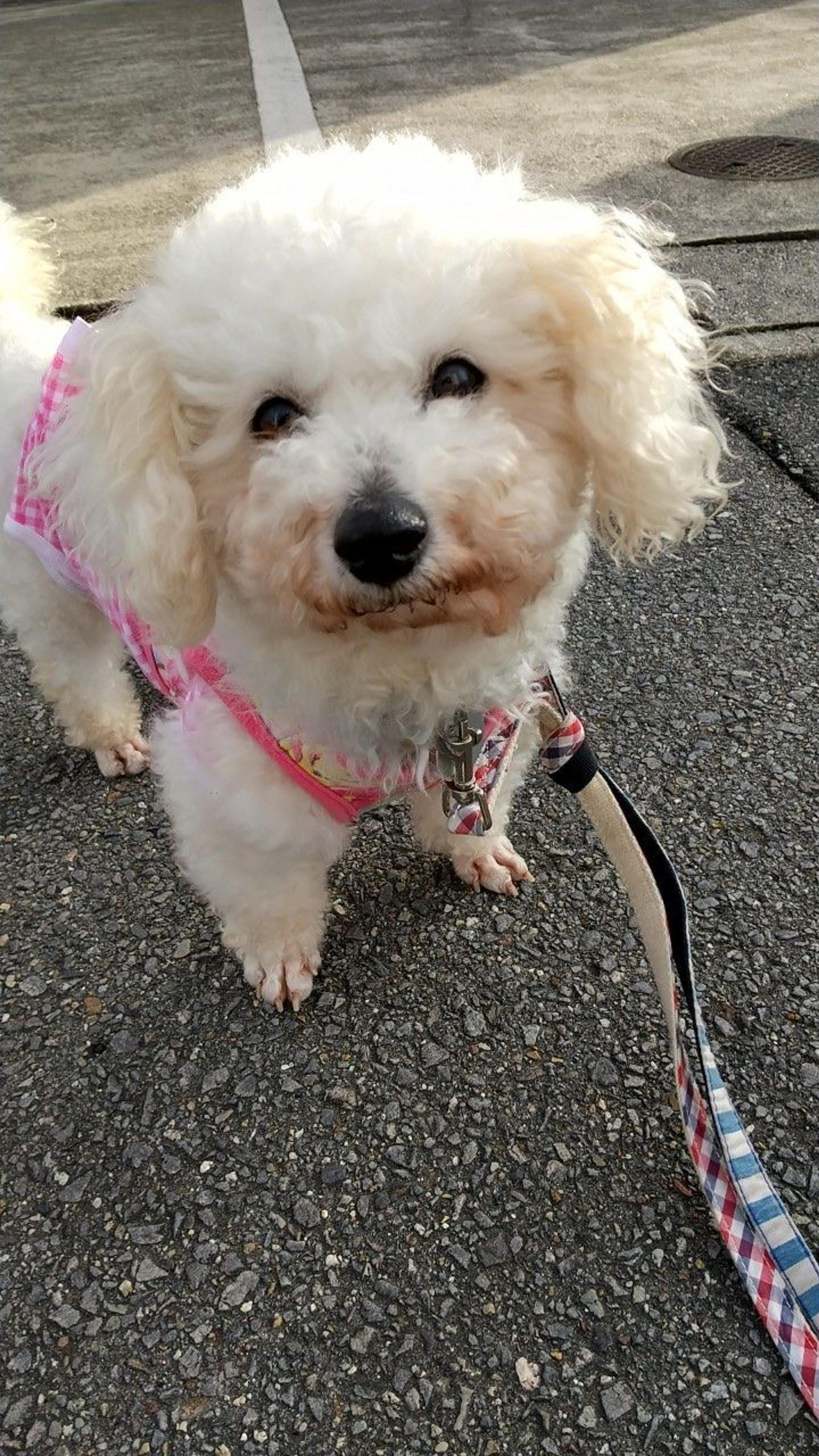 pet-image-4