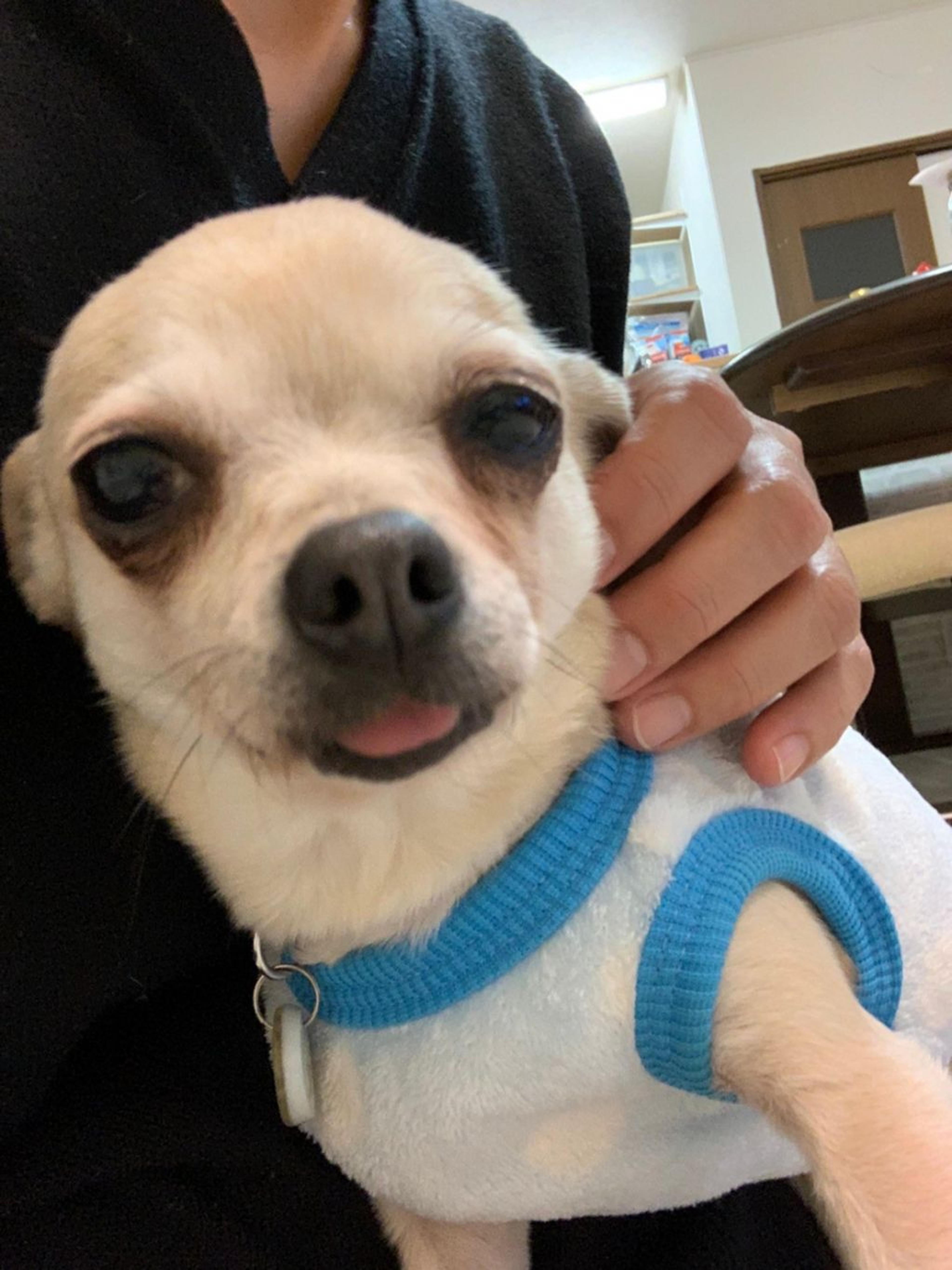 pet-image-2