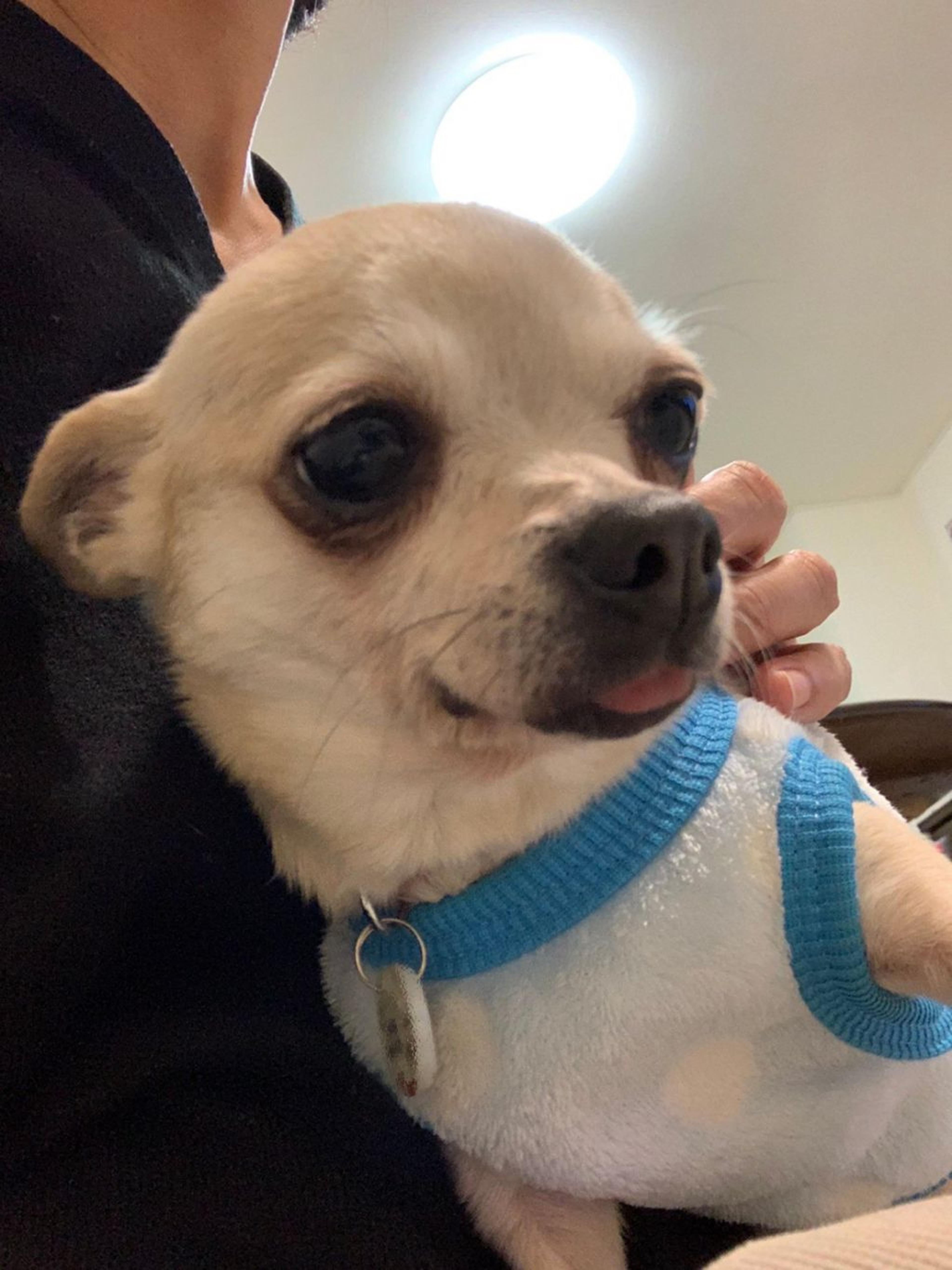 pet-image-3